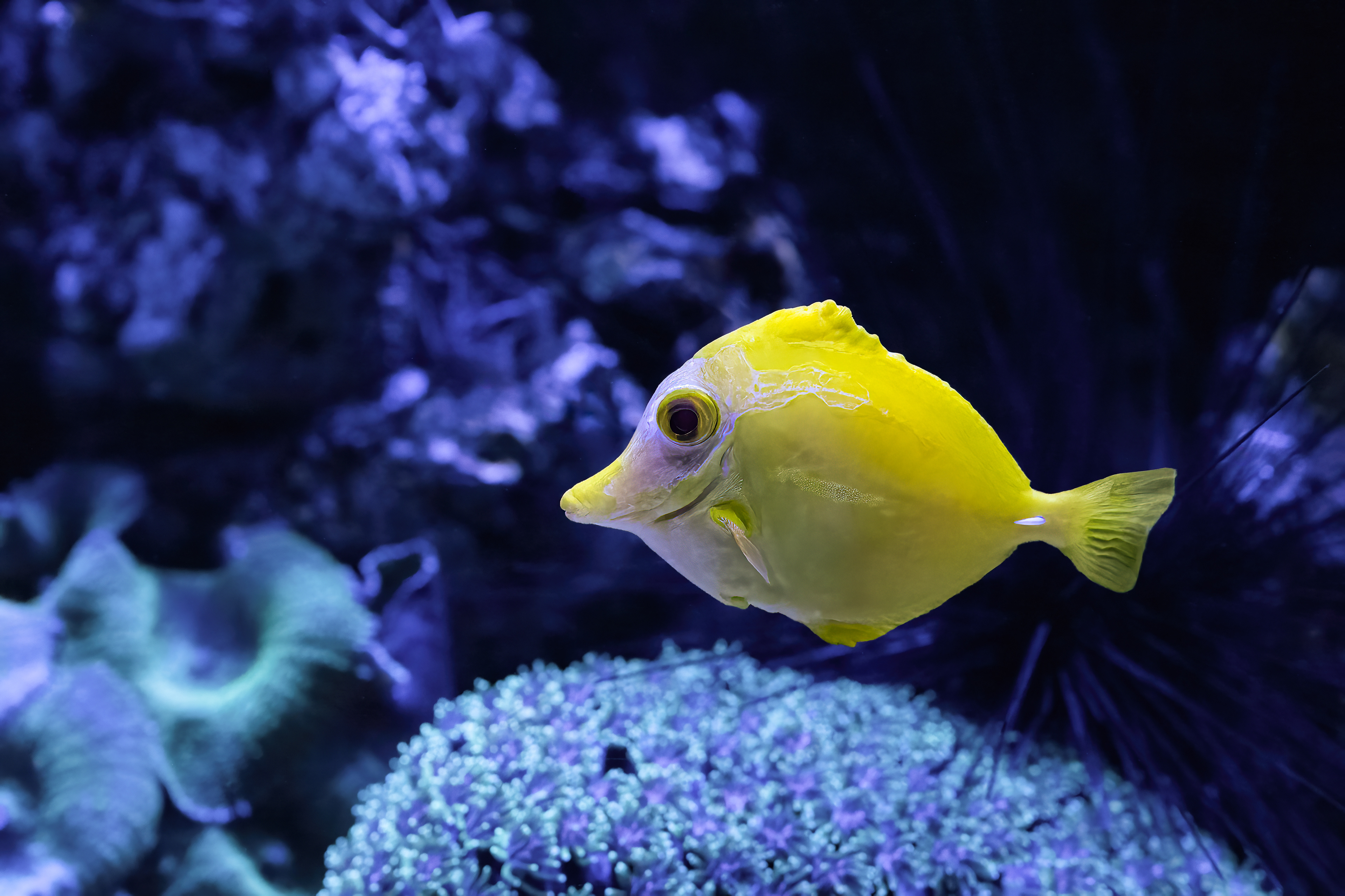 Bodlok žlutý (Zebrasoma flavescens)