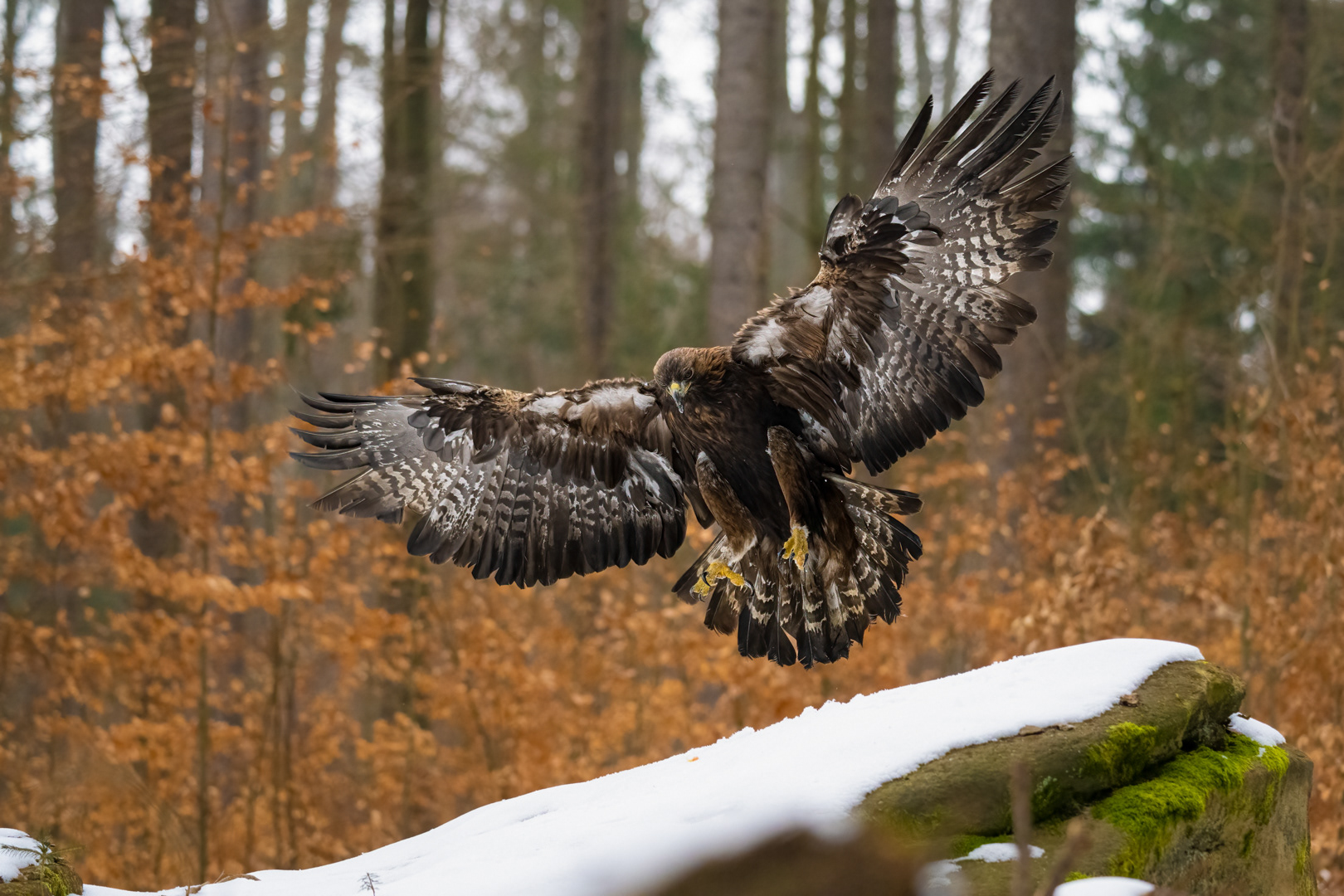 Orel skalní (Aquila chrysaetos), Vysočina, 03/2023