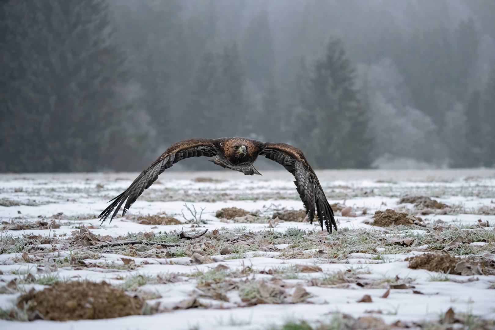 Orel skalní (Aquila chrysaetos), Vysočina, 03/2023