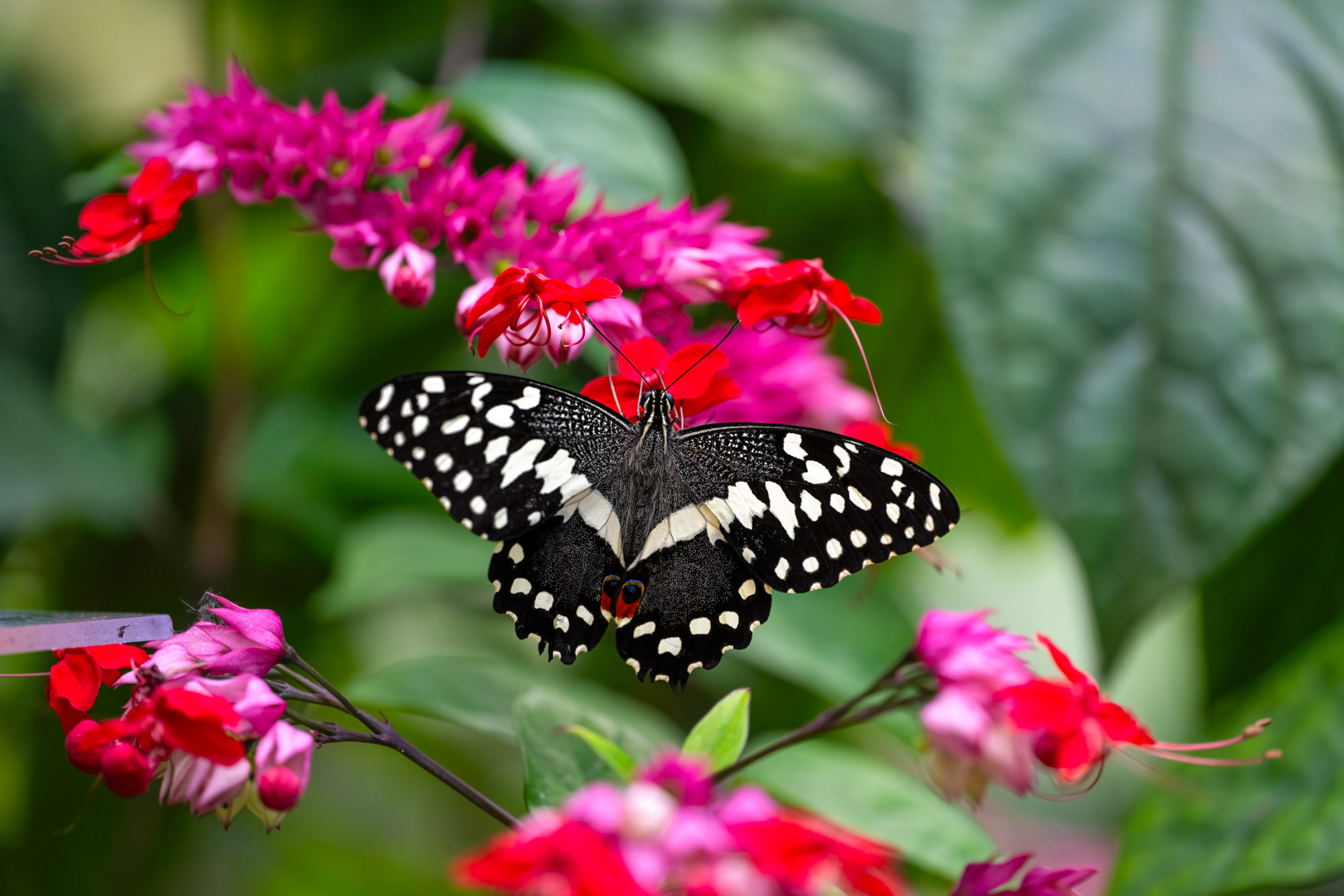 Papilio demodocus (Citrus swallowtail), Fata Morgana, Praha, 05/2024