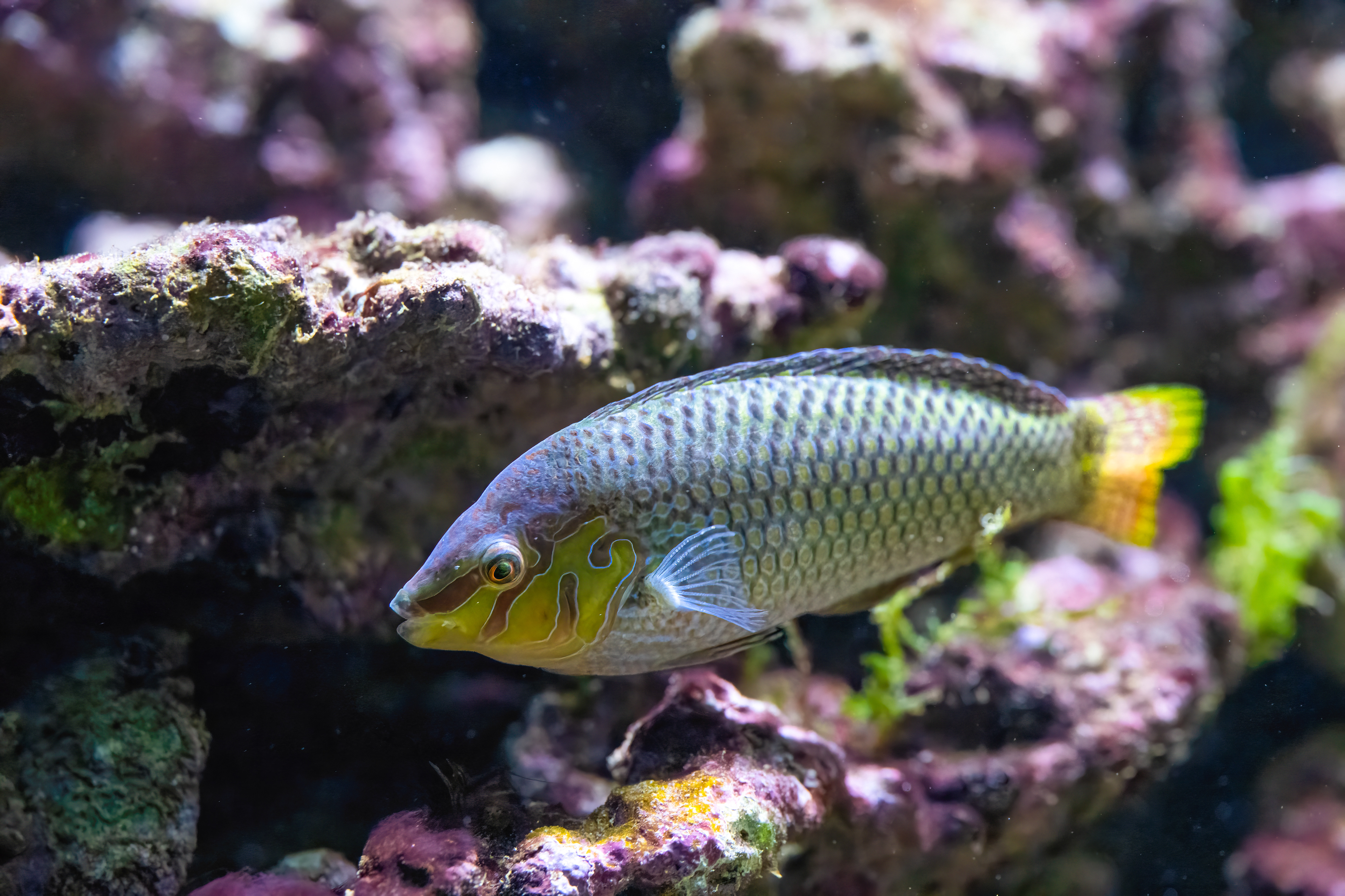 Pyskoun argus (Halichoeres argus)