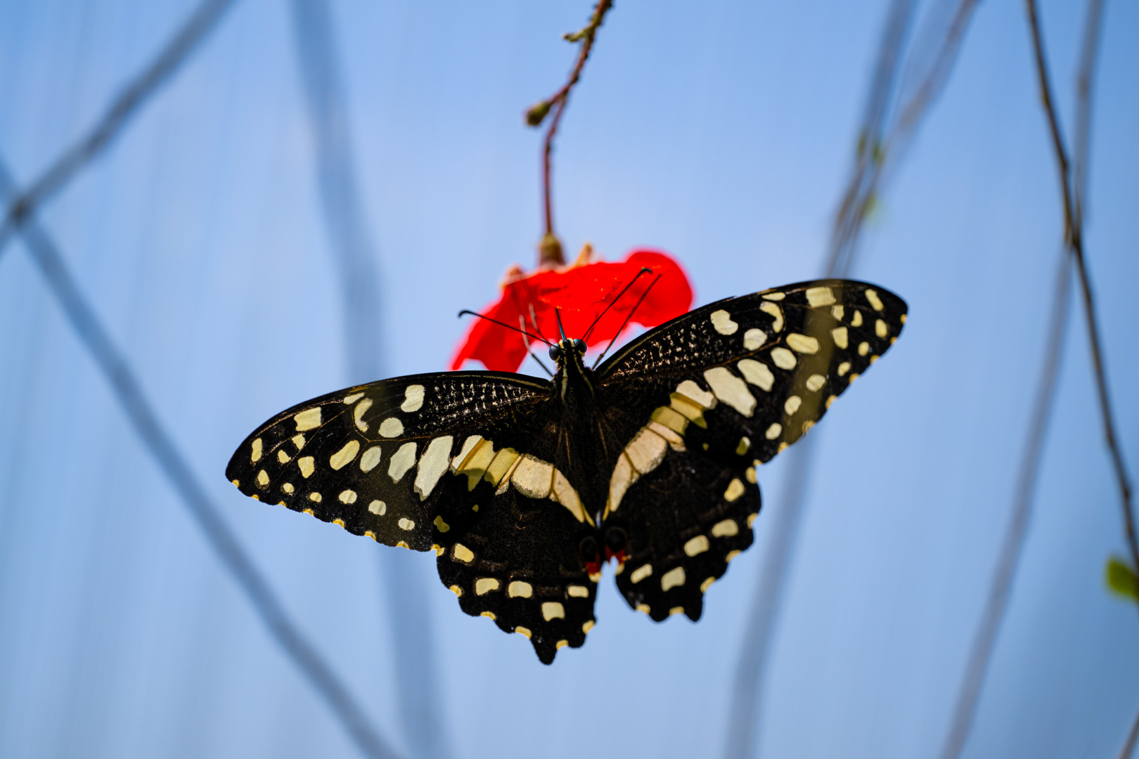 Papilio demodocus (Citrus swallowtail), Fata Morgana, Praha, 05/2024