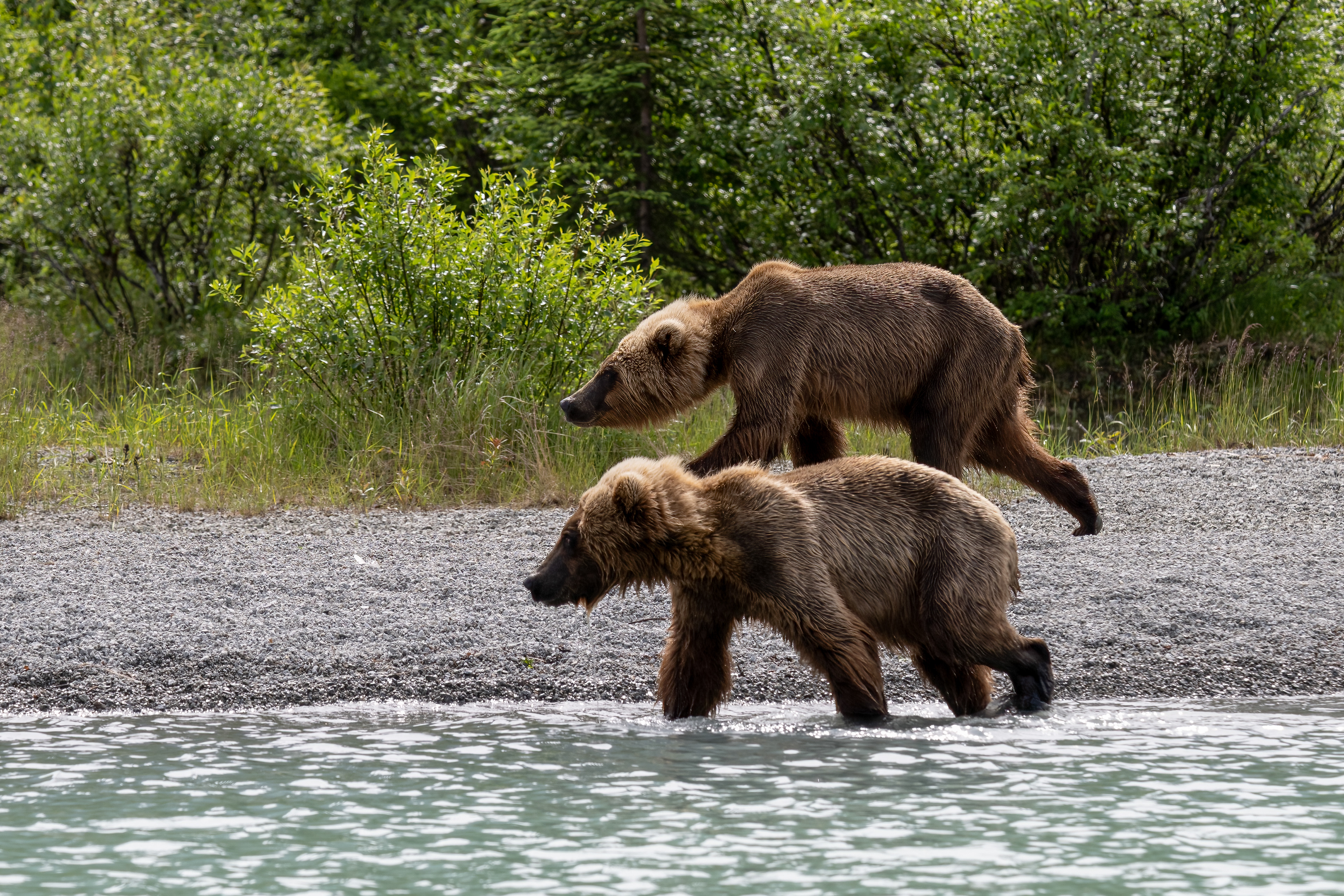 Medvěd grizzly (Ursus arctos horribilis), Aljaška, 07/2023