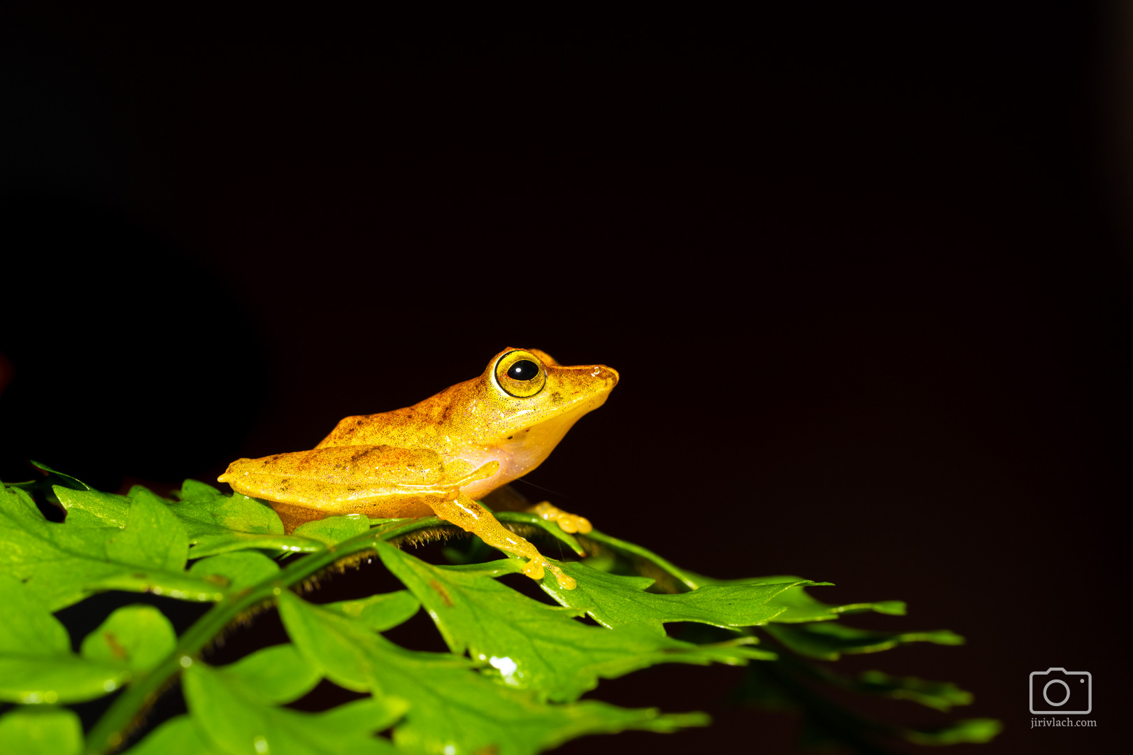 Bezblanka stydlivá (La Loma robber frog, Pristimantis caryophyllaceus)