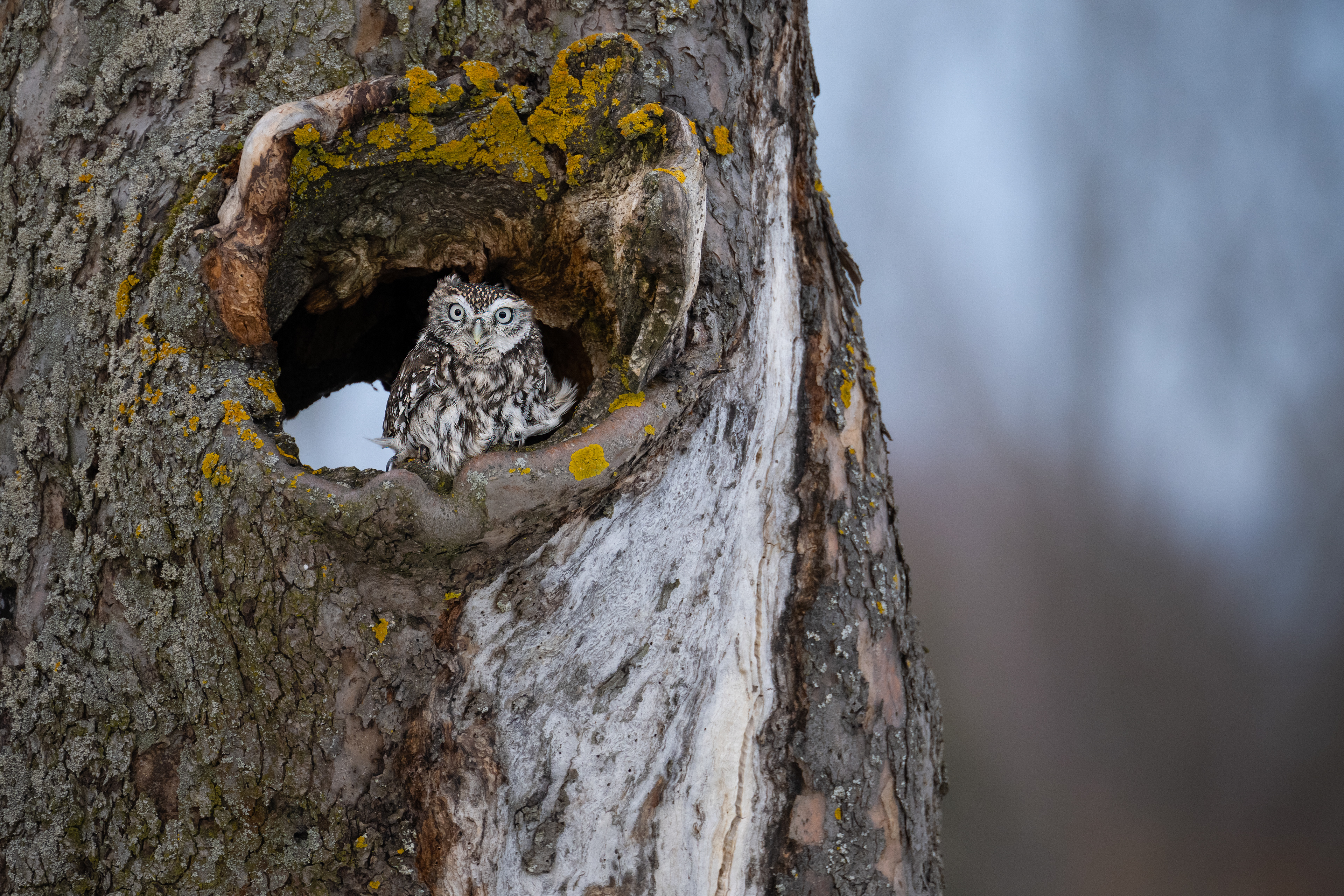 Sýček obecný (Athene noctua), Vysočina, 03/2023