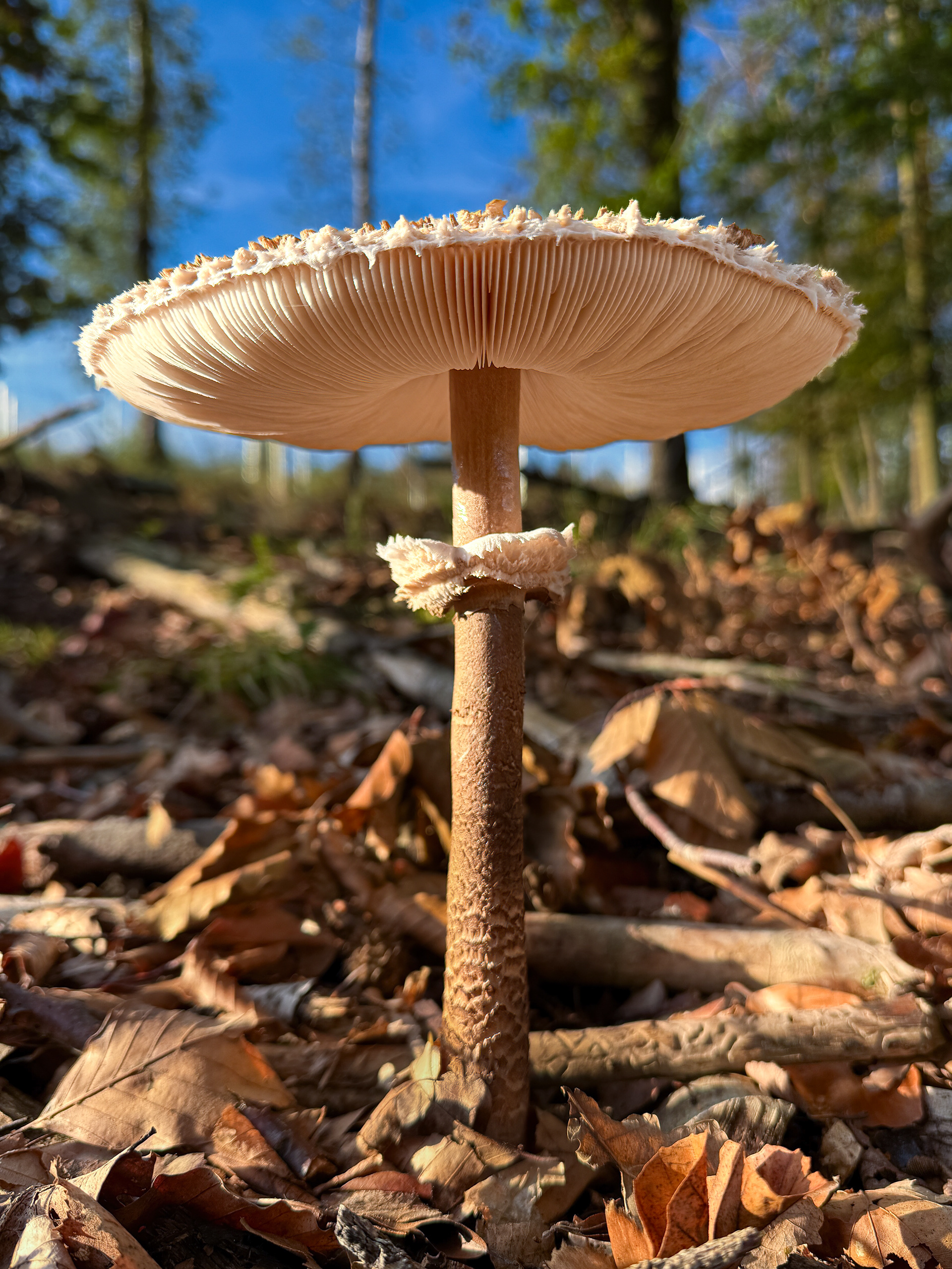 Bedla vysoká (Macrolepiota procera)