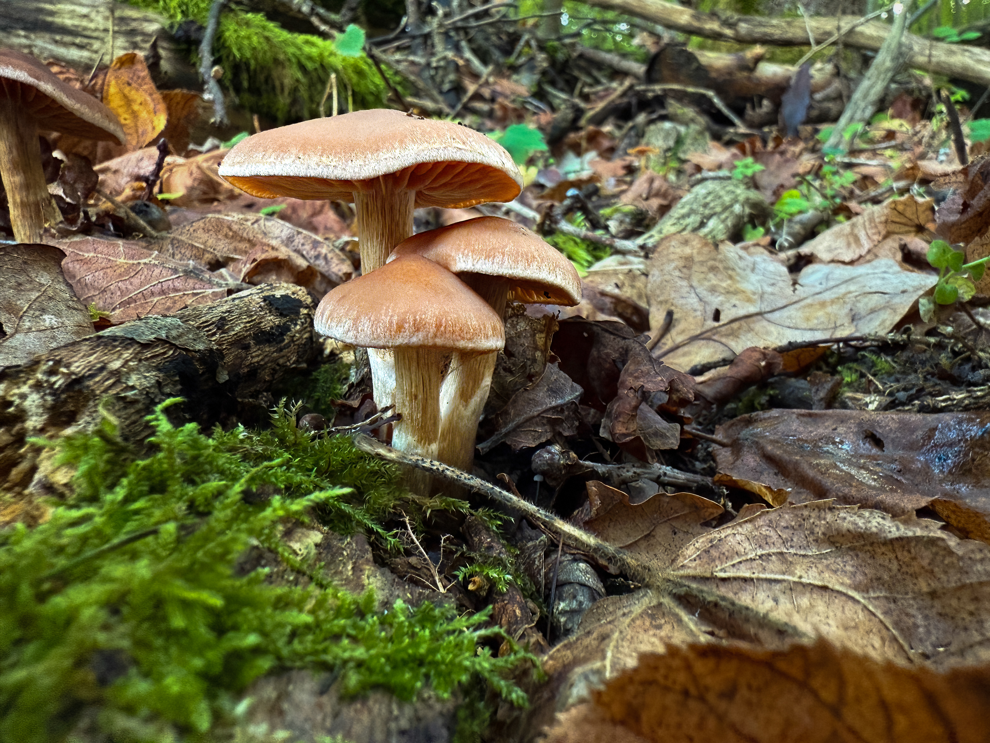 Pavučinec (Cortinarius)?