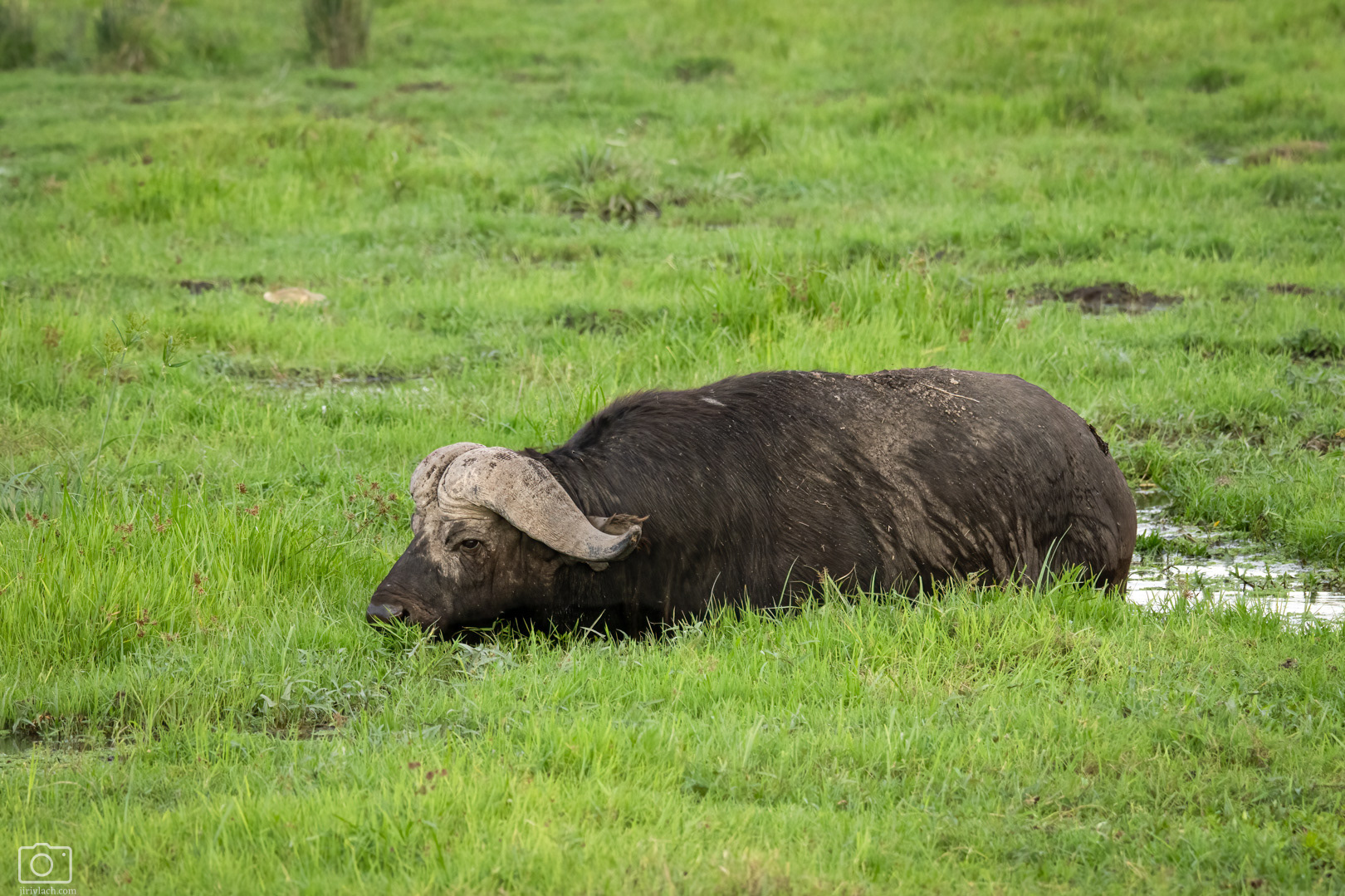 Buvol africký (Syncerus caffer), Kenya, 12/2025