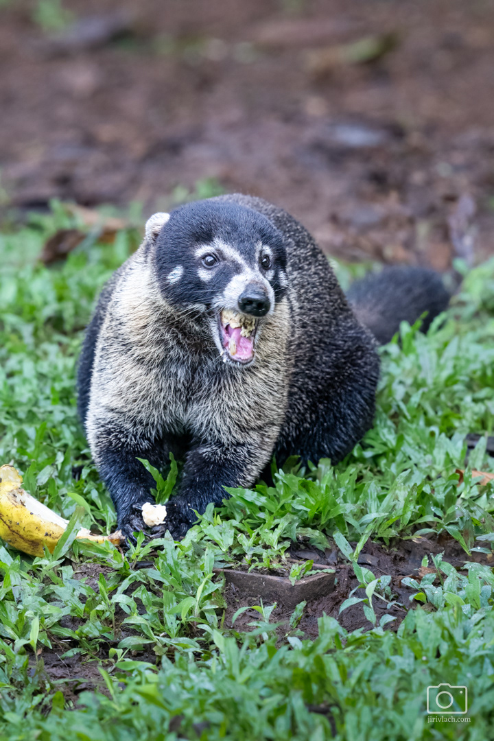 Nosál bělohubý (The white-nosed coati, Nasua narica), Kostarika, 01/2025