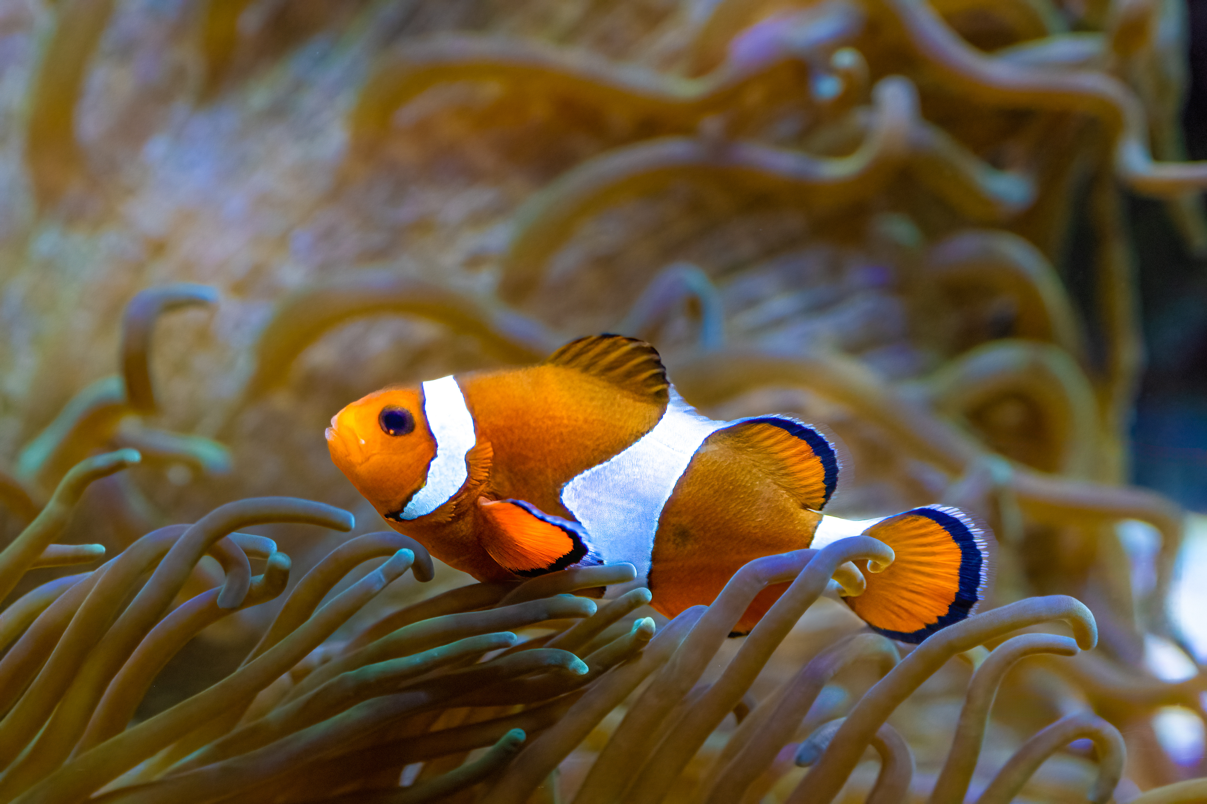 Klaun očkatý (Amphiprion ocellaris)