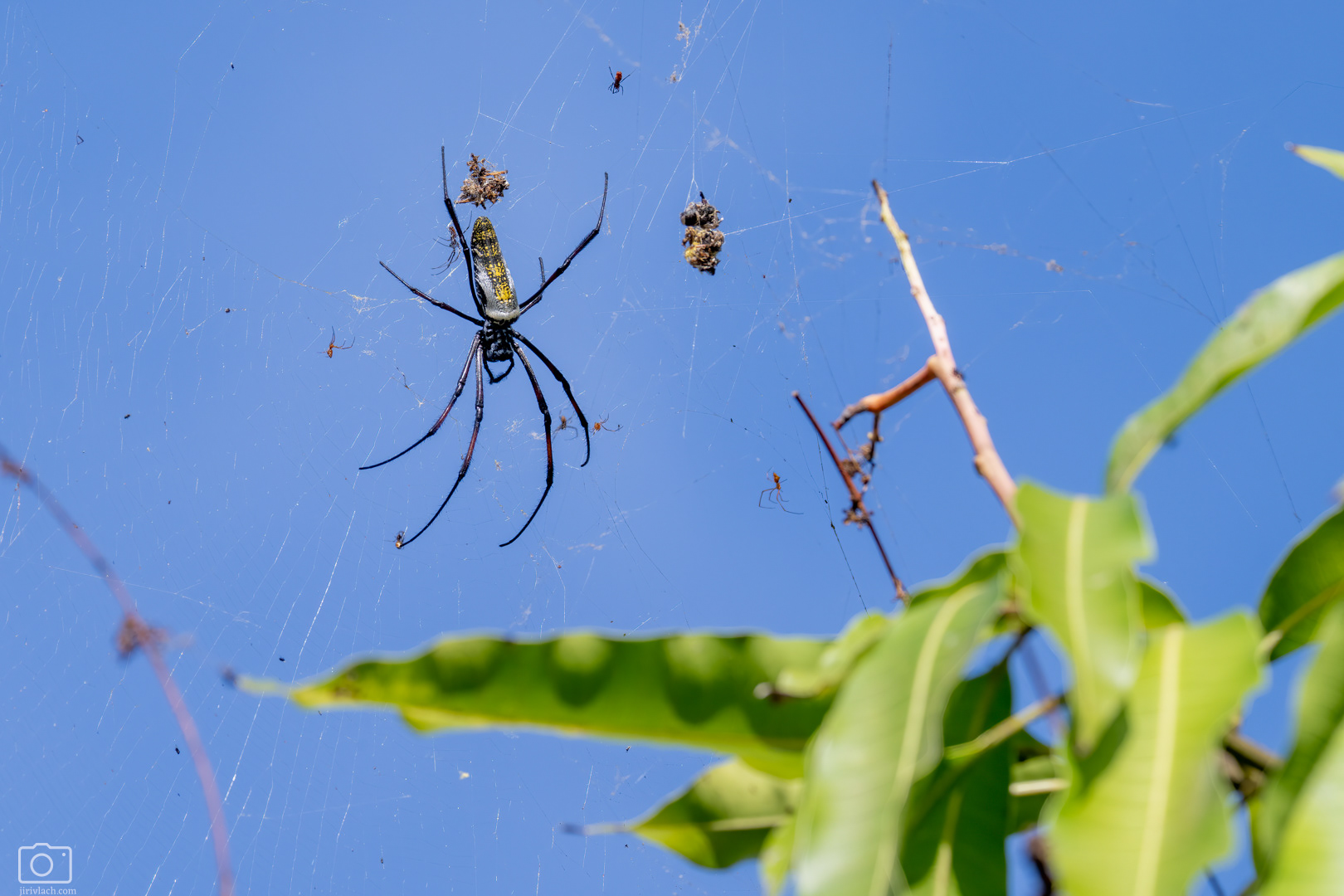 Nefila zlatá (Trichonephila inaurata), Keňa, 12/2025