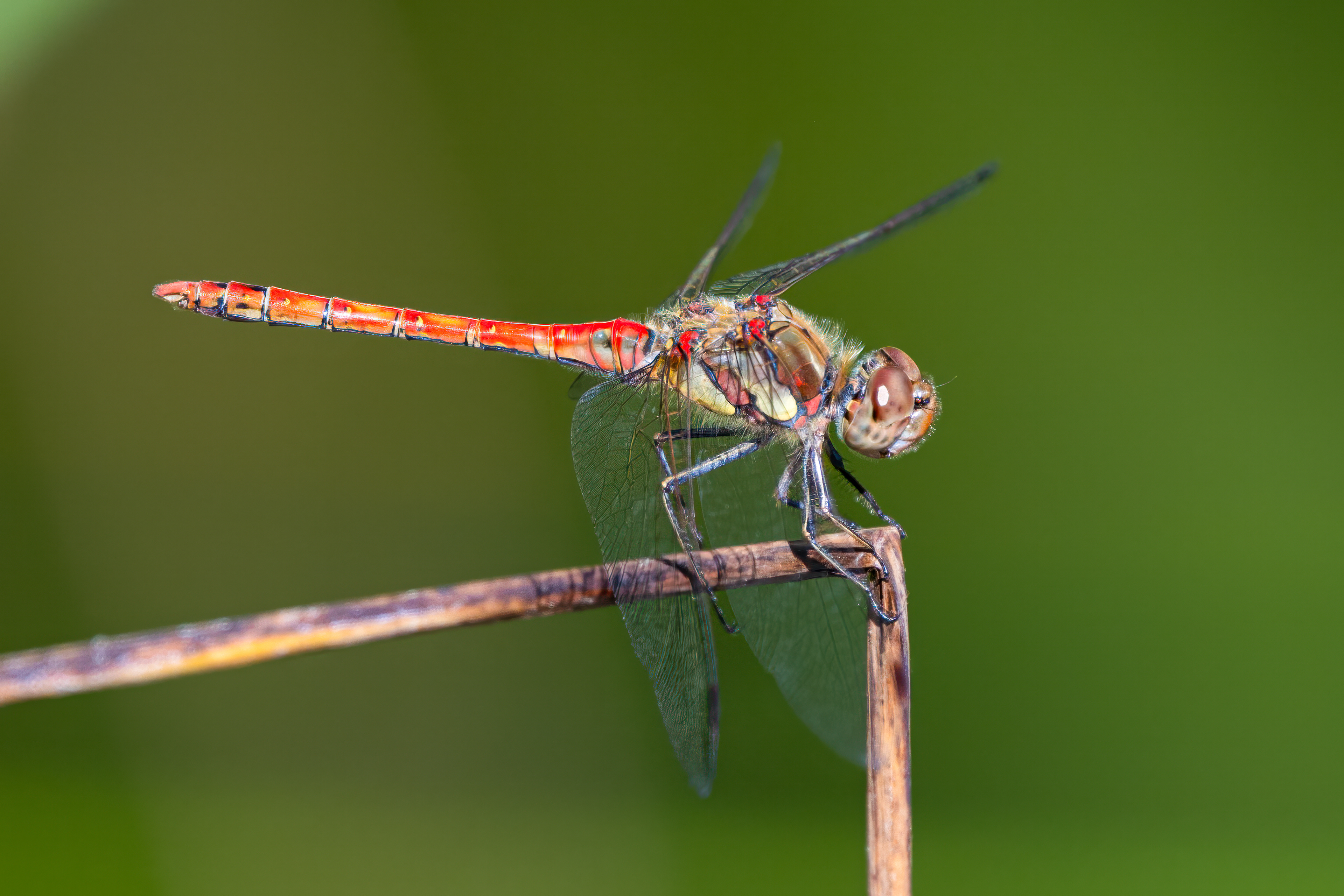 Vážka rudá (Sympetrum sanguineum), Pyšely, 08/2024