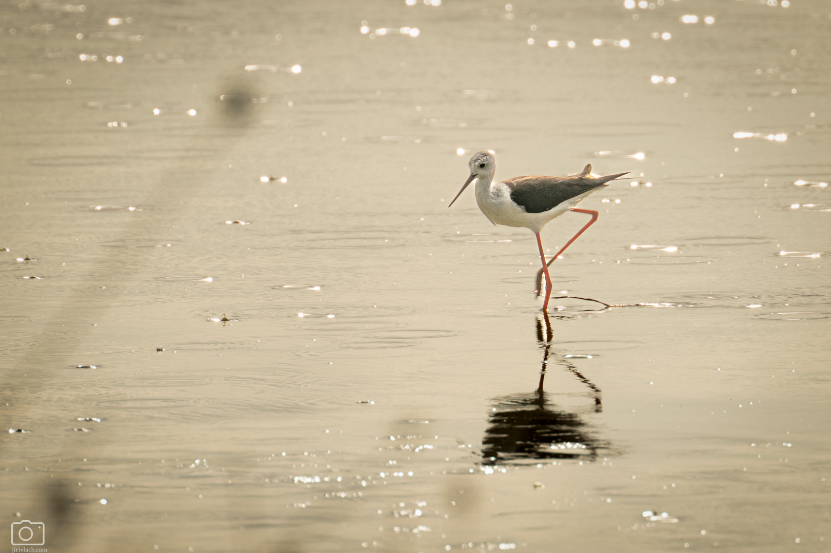 Pisila čáponohá (Himantopus himantopus), Kenya, 12/2025