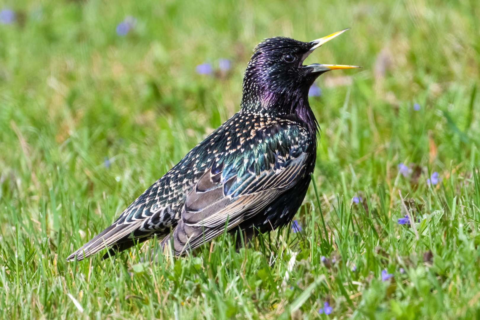 Špaček obecný (Sturnus vulgaris), Pyšely, 04/2024
