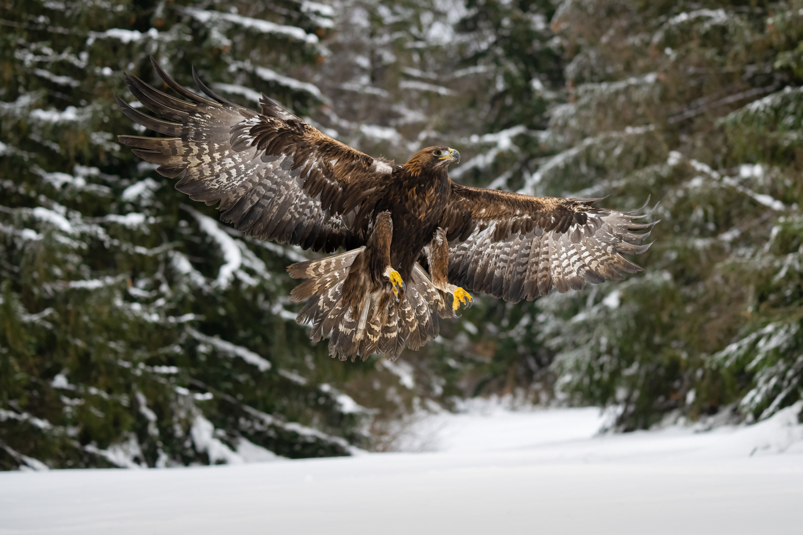 Orel skalní (Aquila chrysaetos), Vysočina, 03/2023