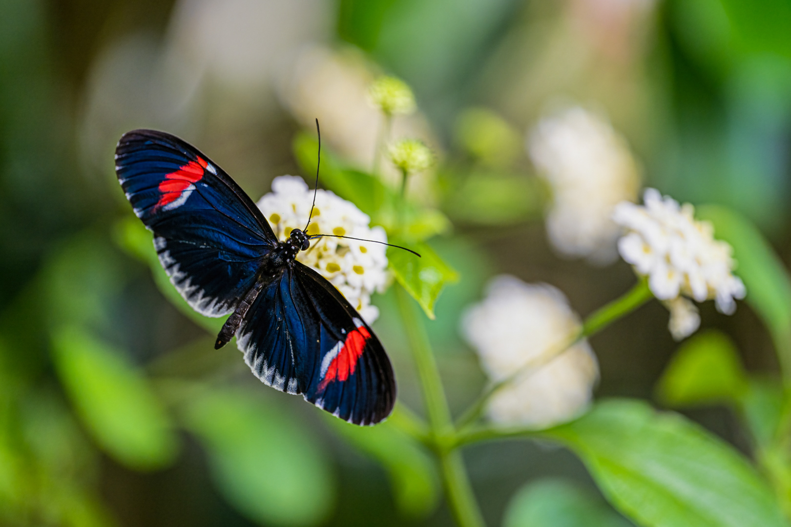 Heliconius melpomene (Postman butterfly), Fata Morgana, Praha, 05/2024