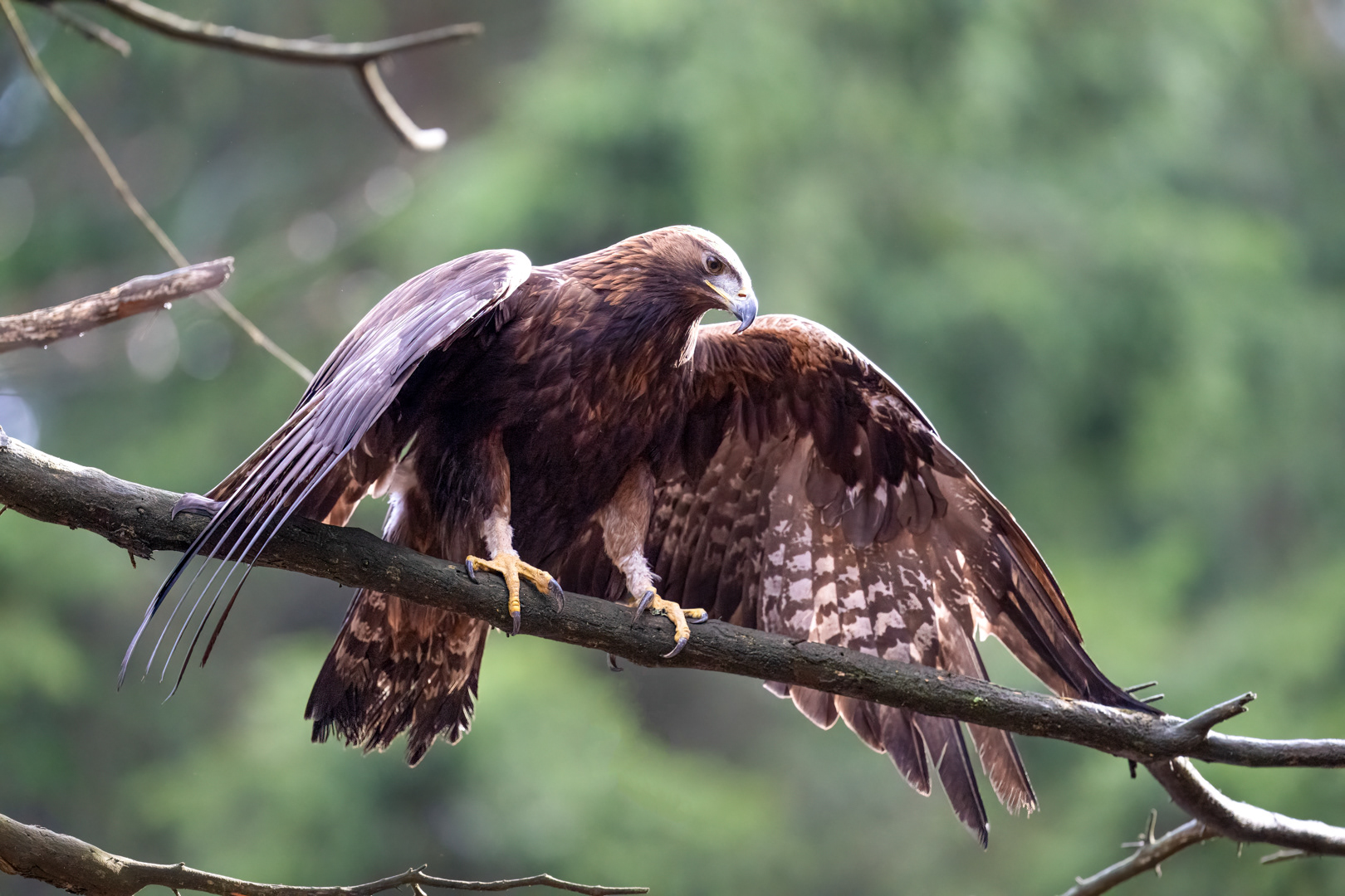 Orel skalní (Aquila chrysaetos), Vysočina, 02/2024