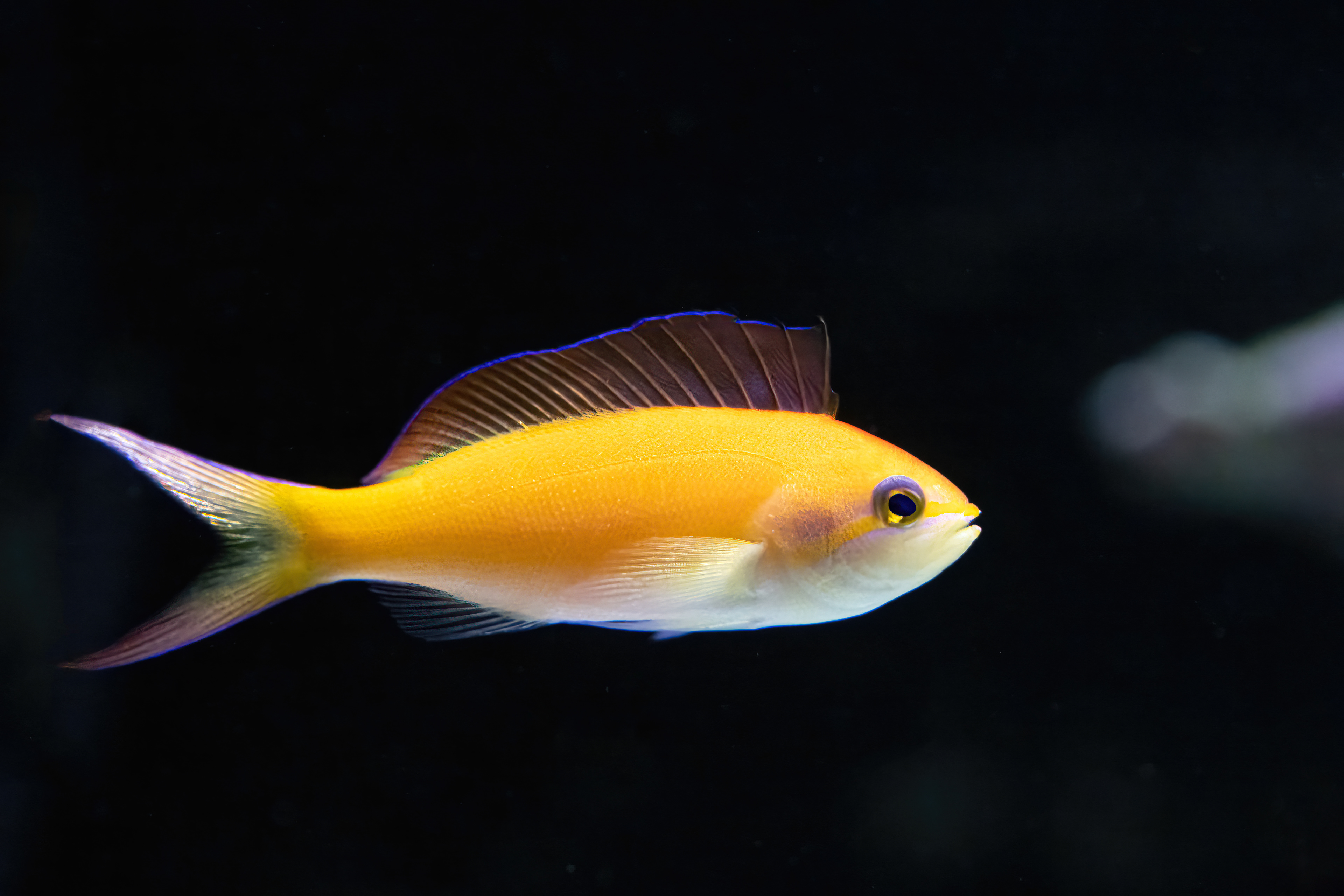 Bradáč šupinoploutvý (Pseudanthias squamipinnis)