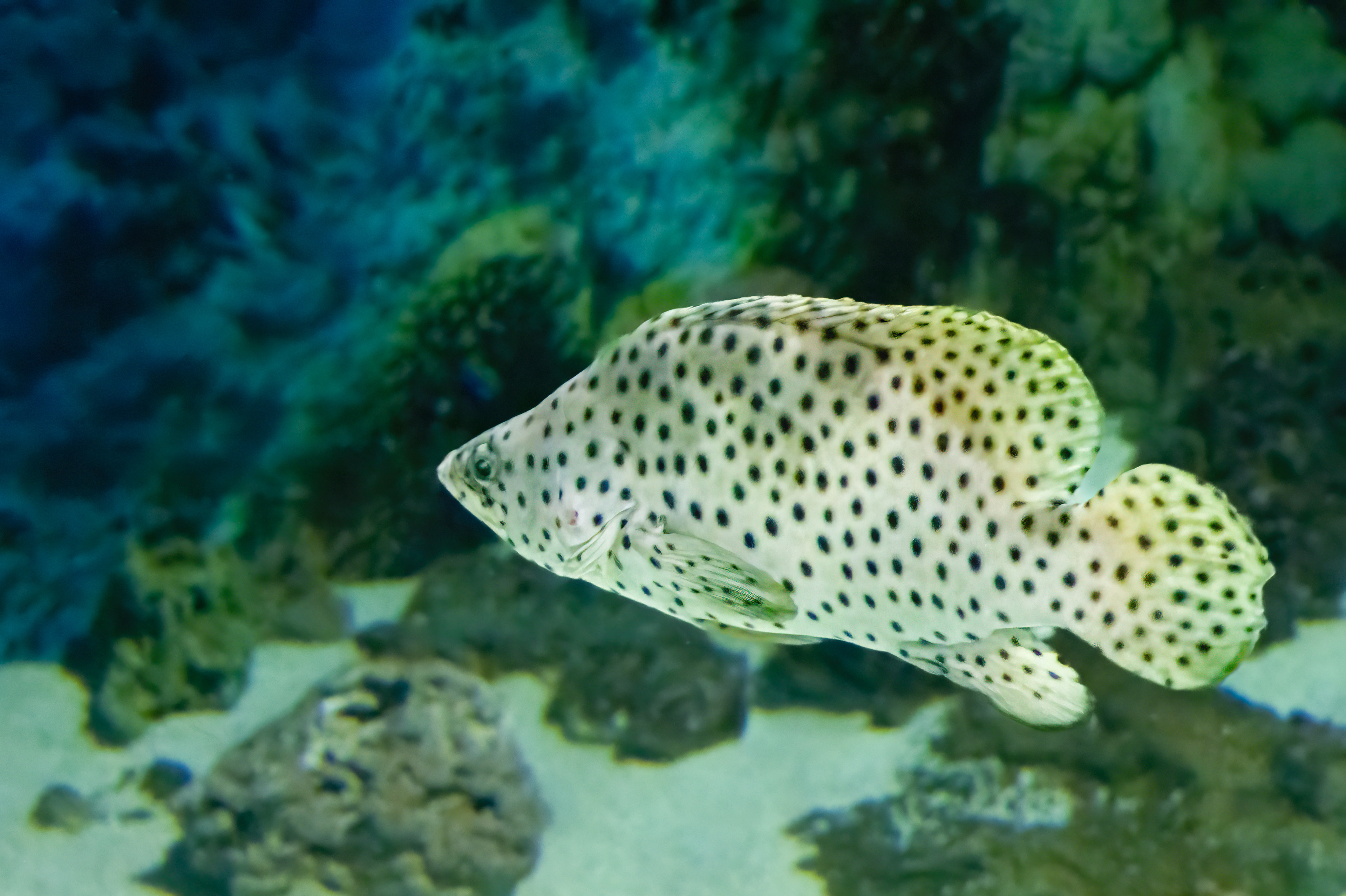 Kanic tečkovaný (Cromileptes altivelis)