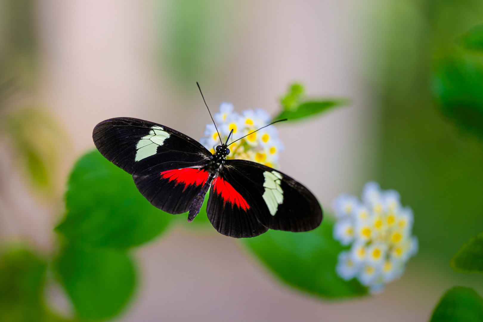 Heliconius melpomene (Postman butterfly), Fata Morgana, Praha, 05/2024