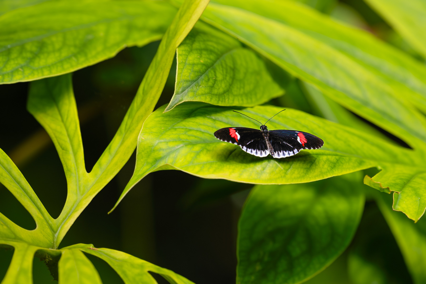 Heliconius melpomene (Postman butterfly), Fata Morgana, Praha, 05/2024