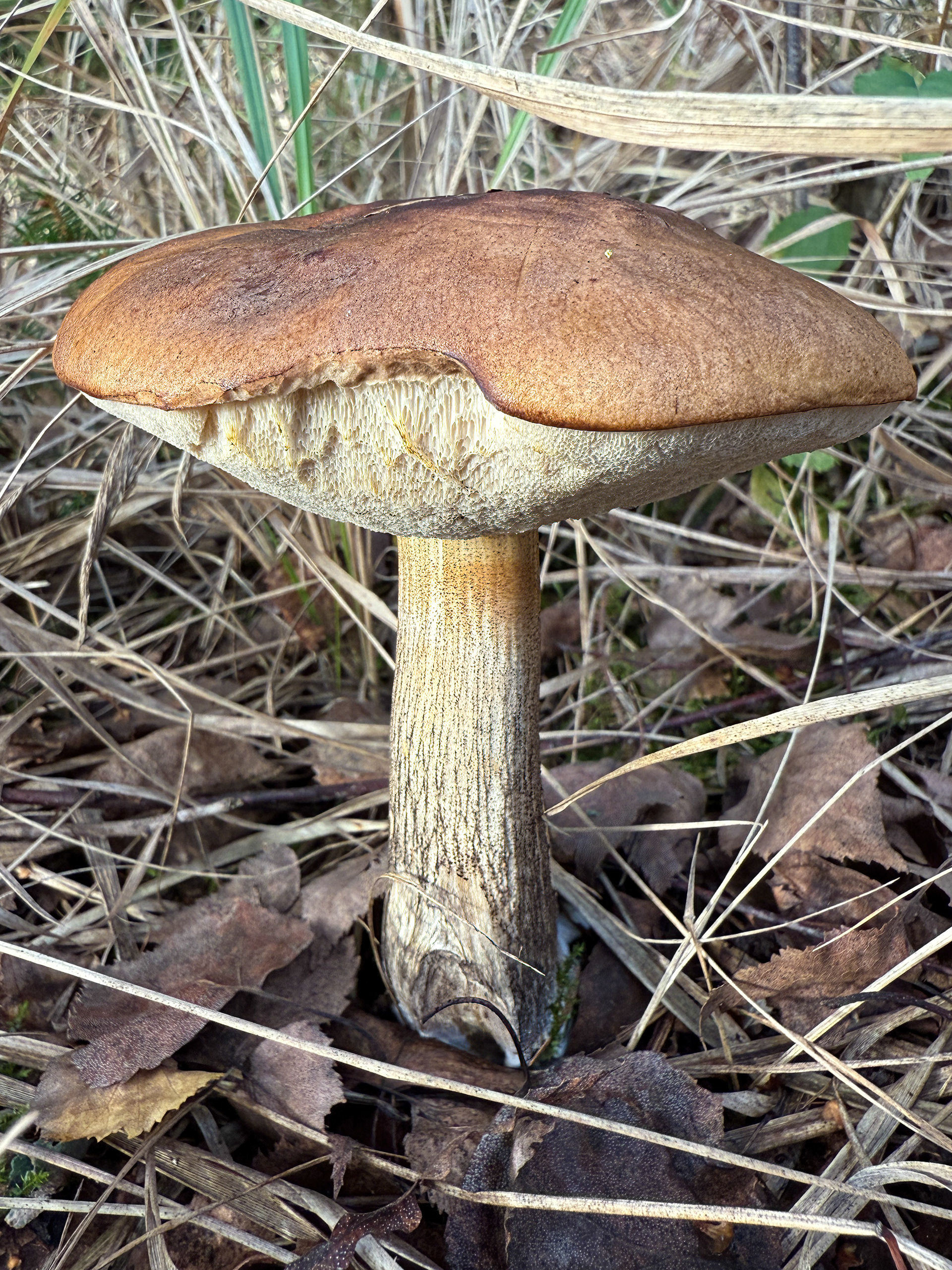 Kozák březový (Leccinum scabrum)