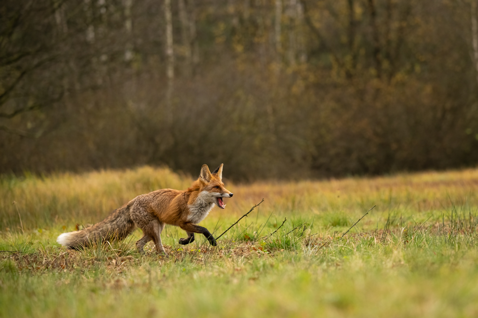 Liška obecná (Vulpes vulpes), Vysočina, 11/2022