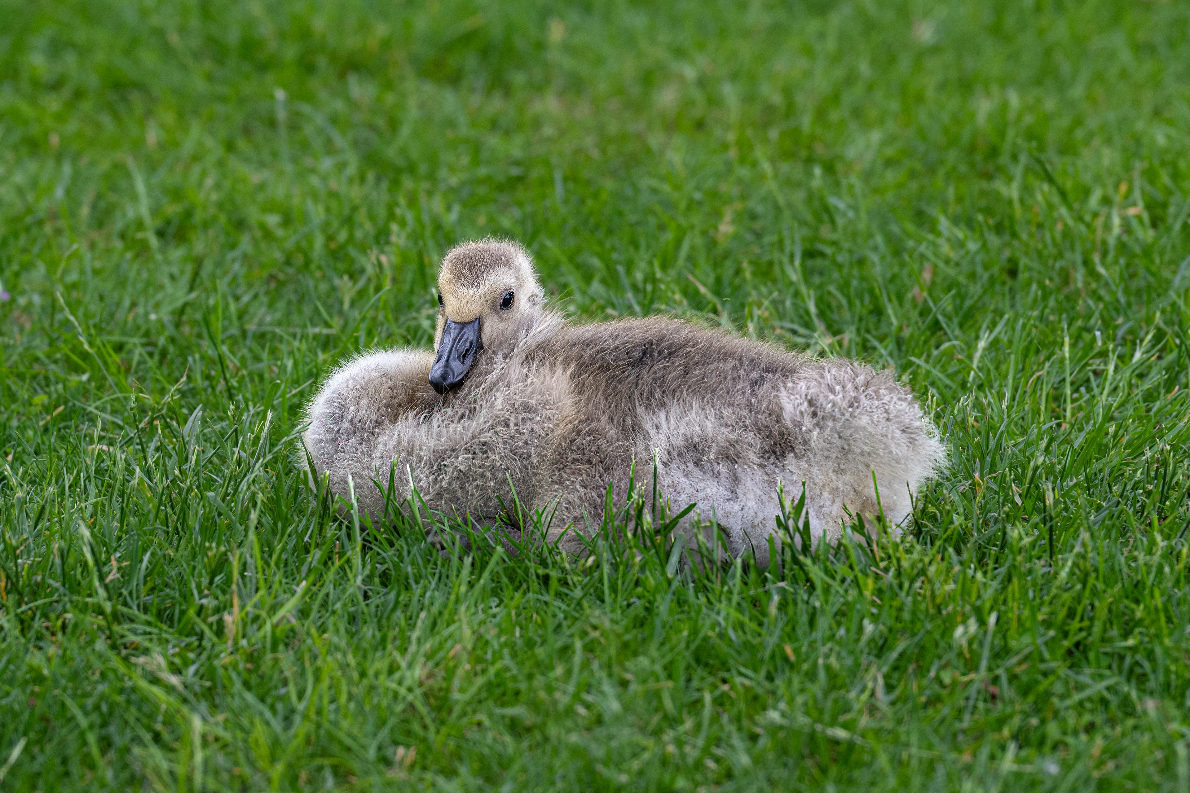 Mládě Bernešky velké (Branta canadensis), 05/2025