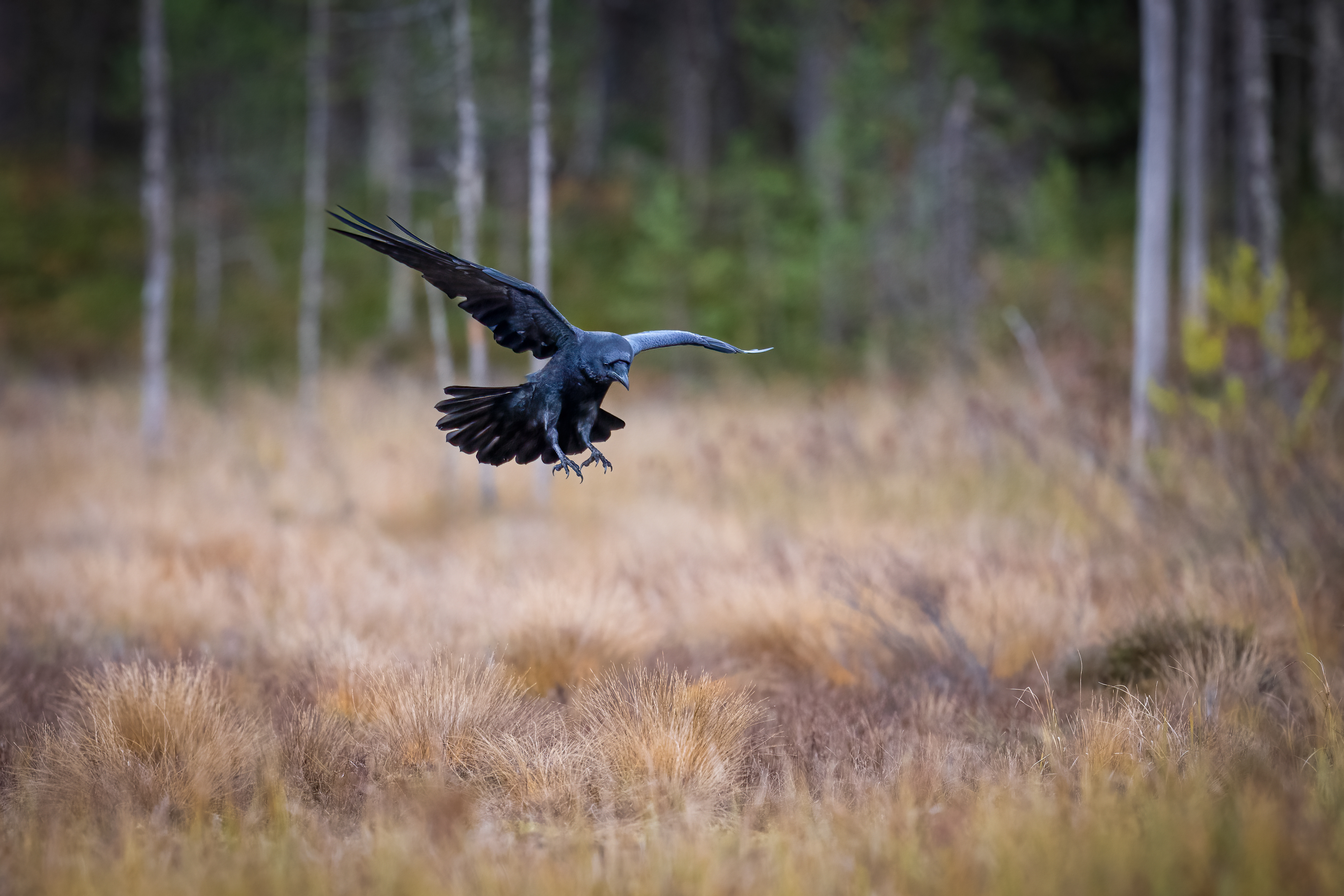 Krkavec velký (Corvus corax), Finsko, 09/2025