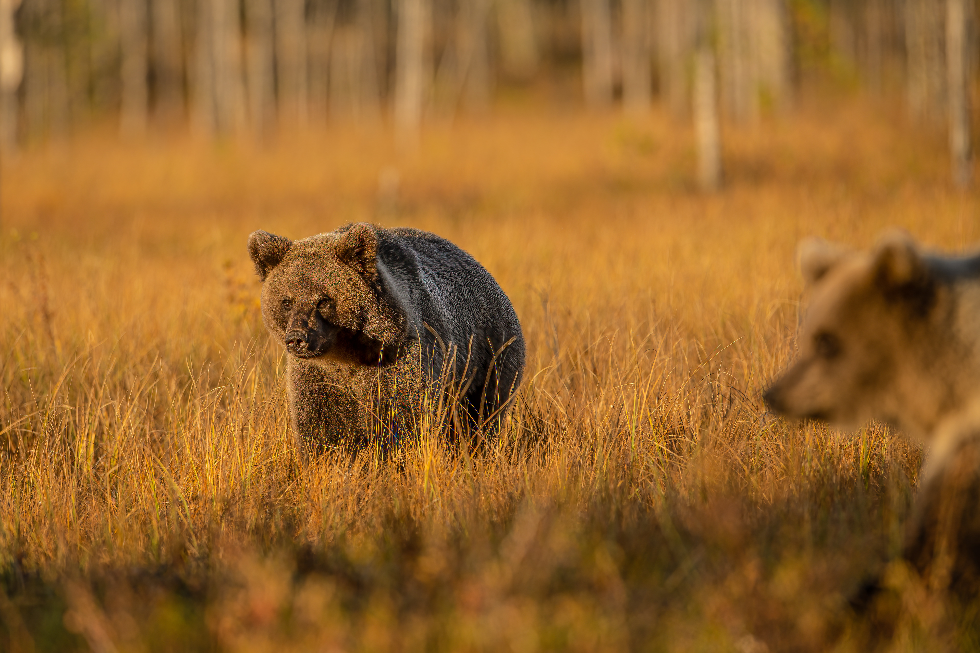 Medvěd hnědý (Ursus arctos), Finsko, 09/2022