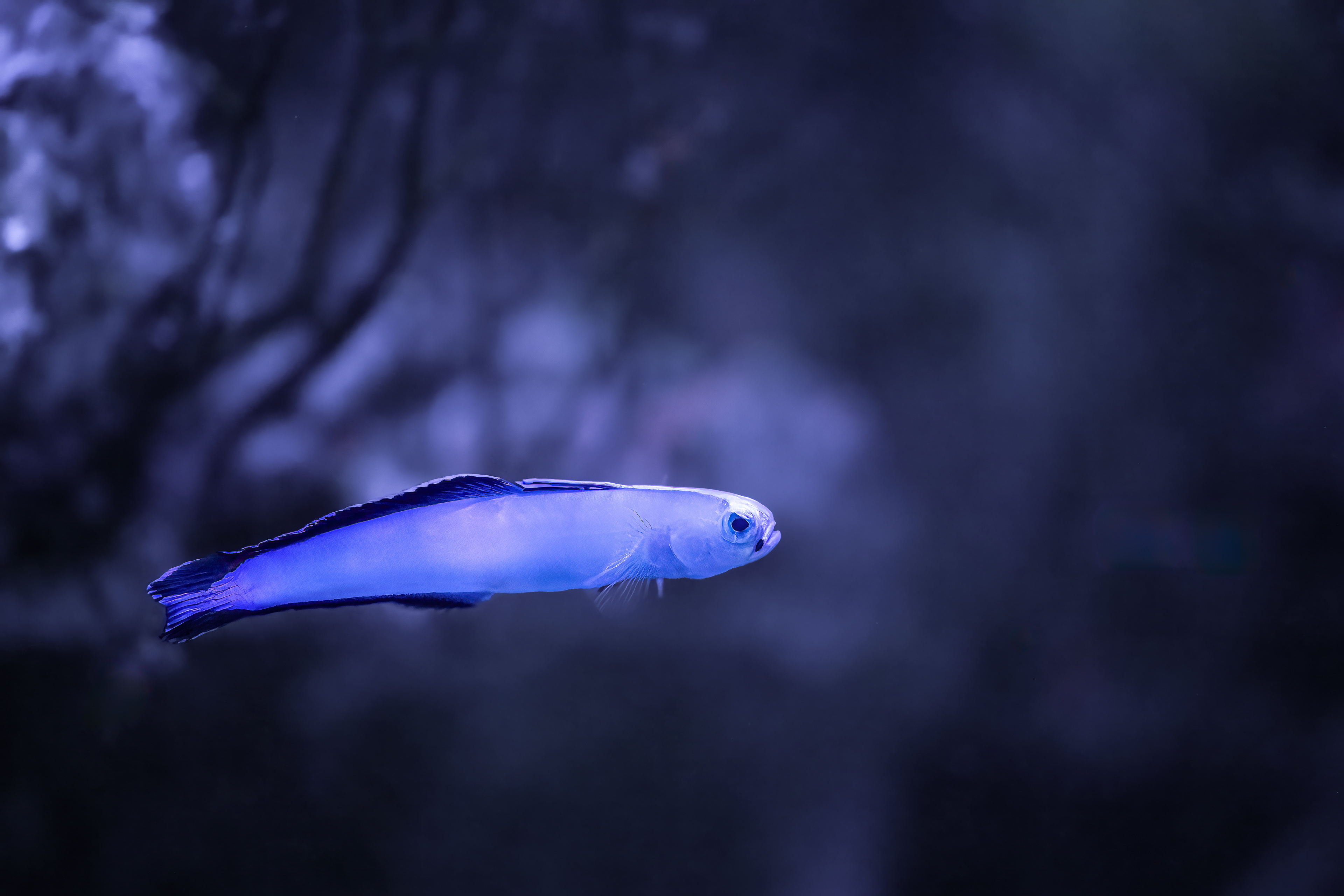 Hlaváčovec nádherný (Nemateleostris decora)