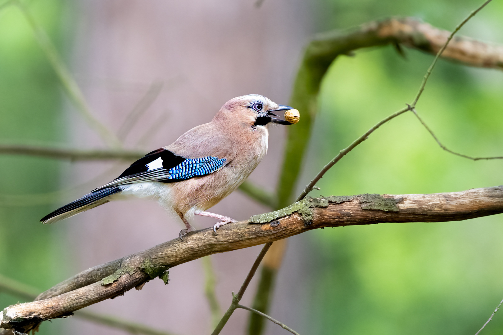 Sojka obecná (Garrulus glandarius), Štěpánka, 04/2024