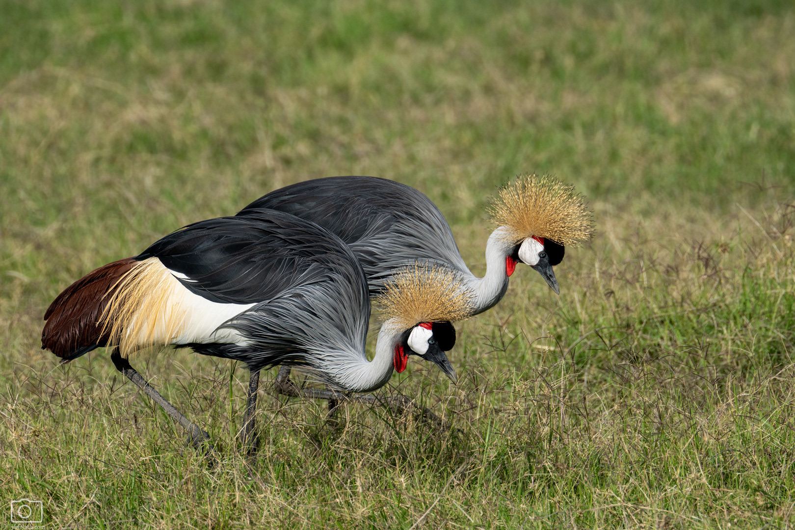 Jeřáb královský (Balearica regulorum), Kenya, 12/2025