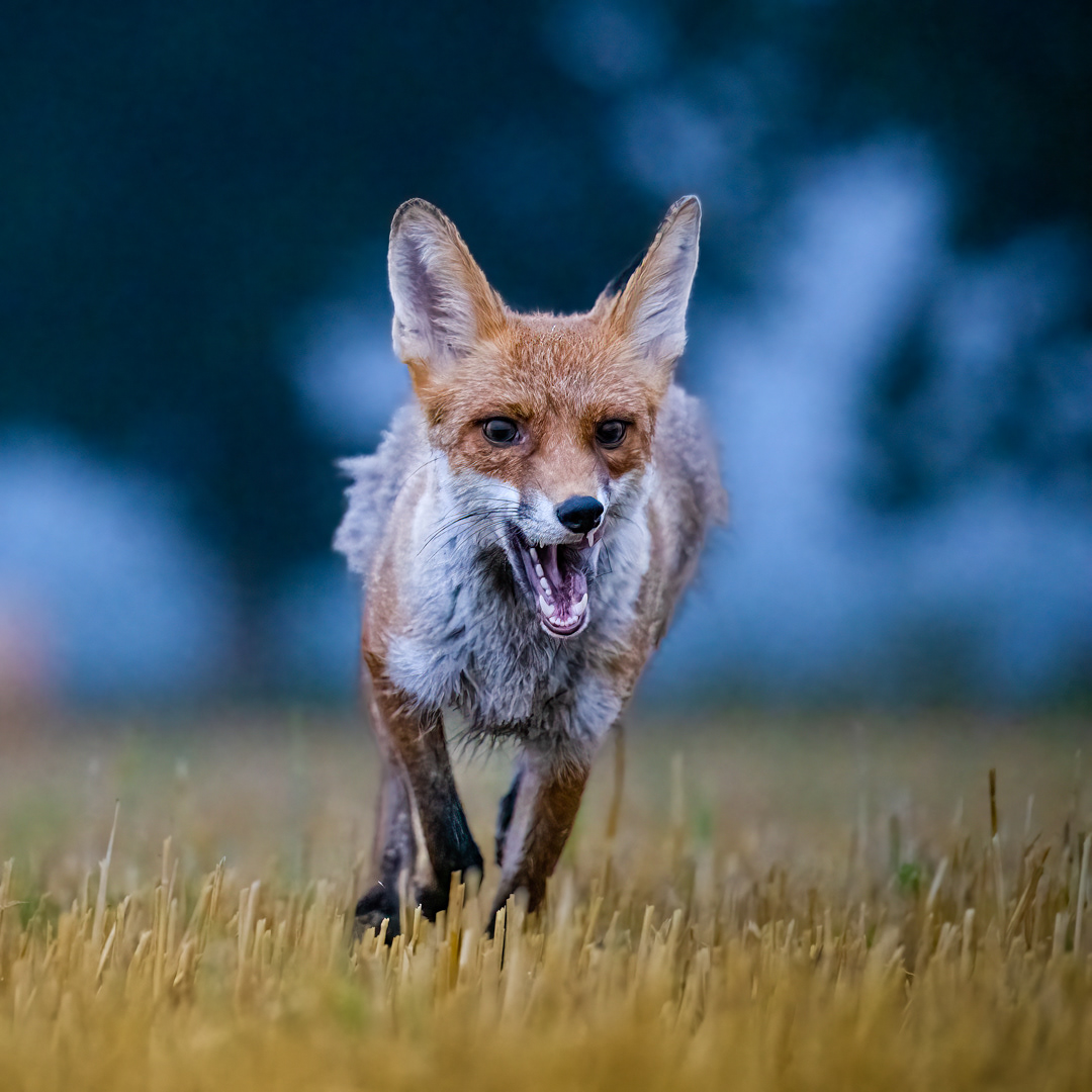 Liška obecná (Vulpes vulpes), Vysočina, 08/2022