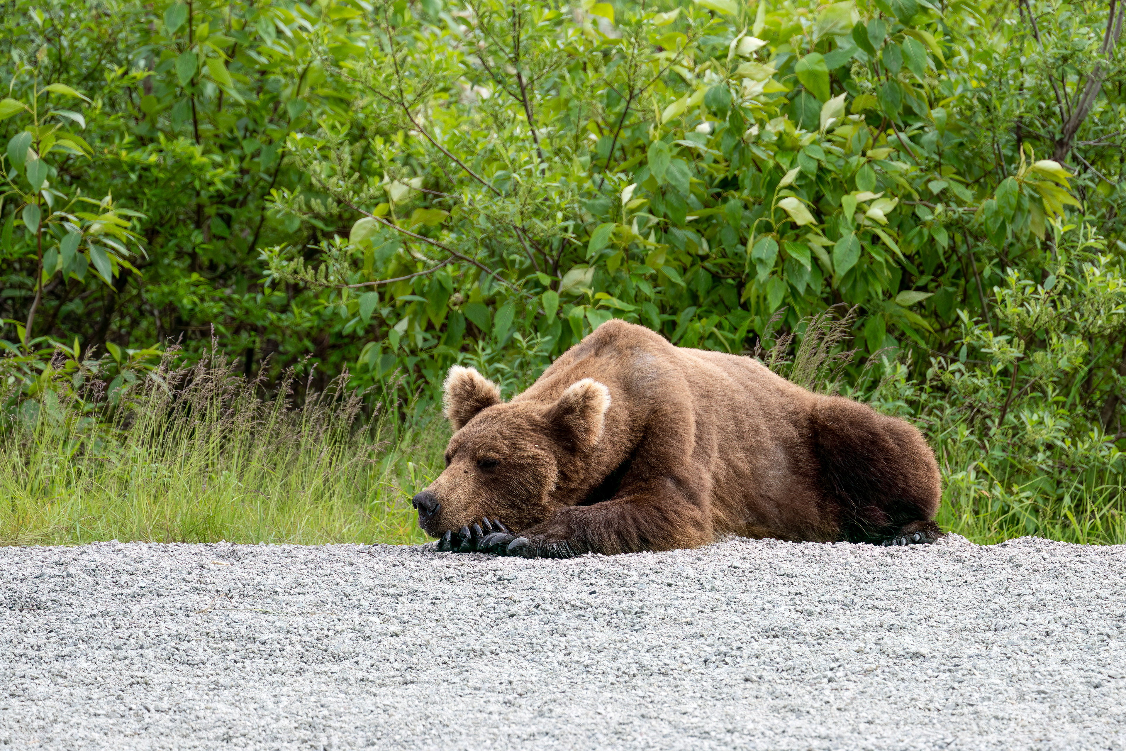 Medvěd grizzly (Ursus arctos horribilis), Aljaška, 07/2023
