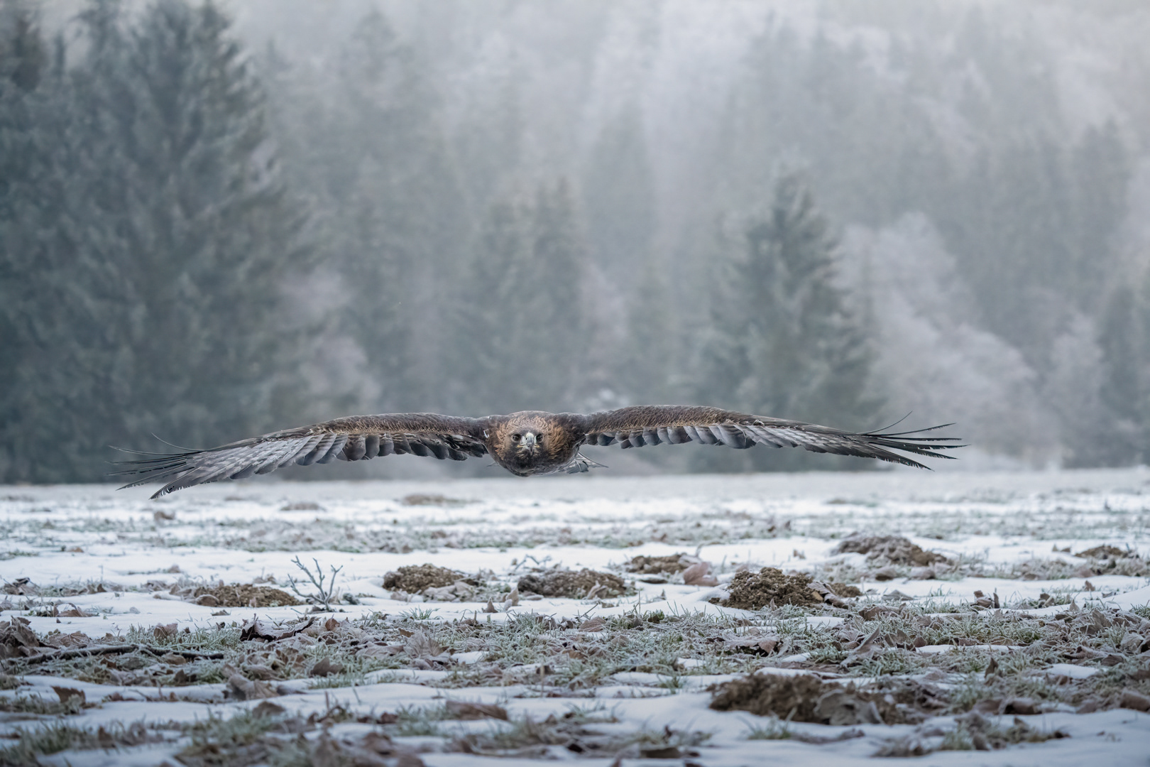 Orel skalní (Aquila chrysaetos), Vysočina, 03/2023