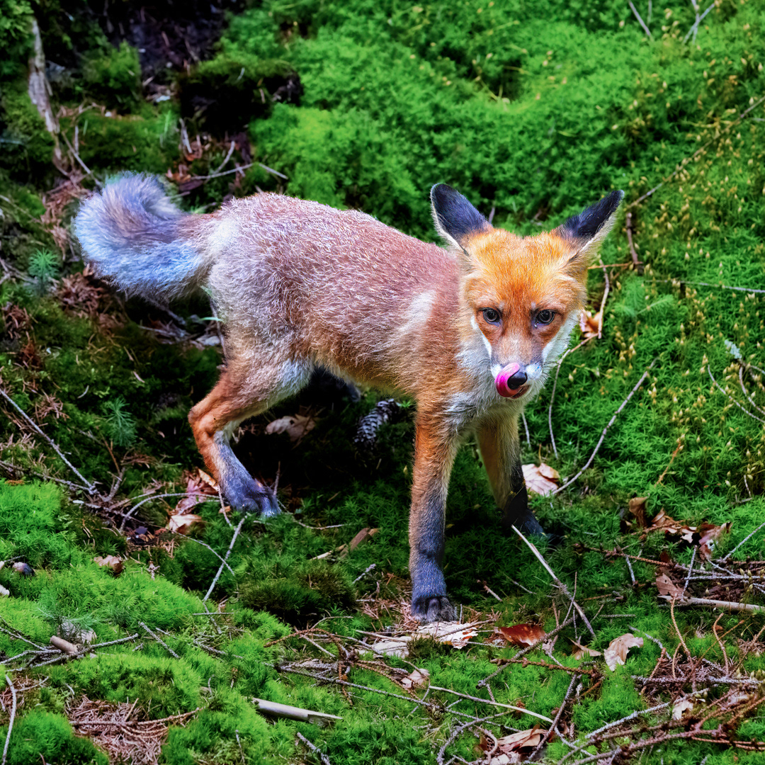 Liška obecná (Vulpes vulpes), Vysočina, 07/2022