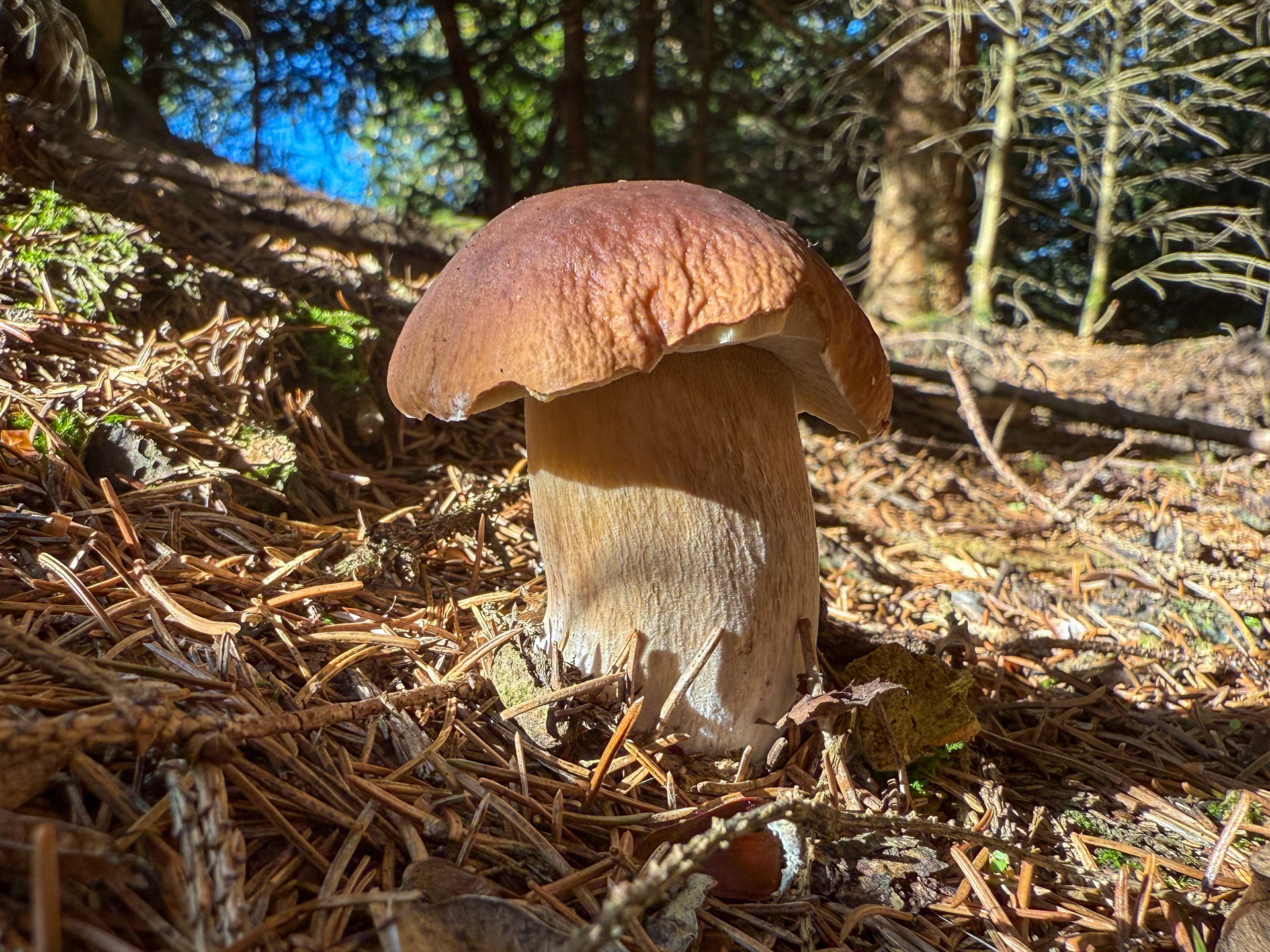 Hřib smrkový (Boletus edulis)