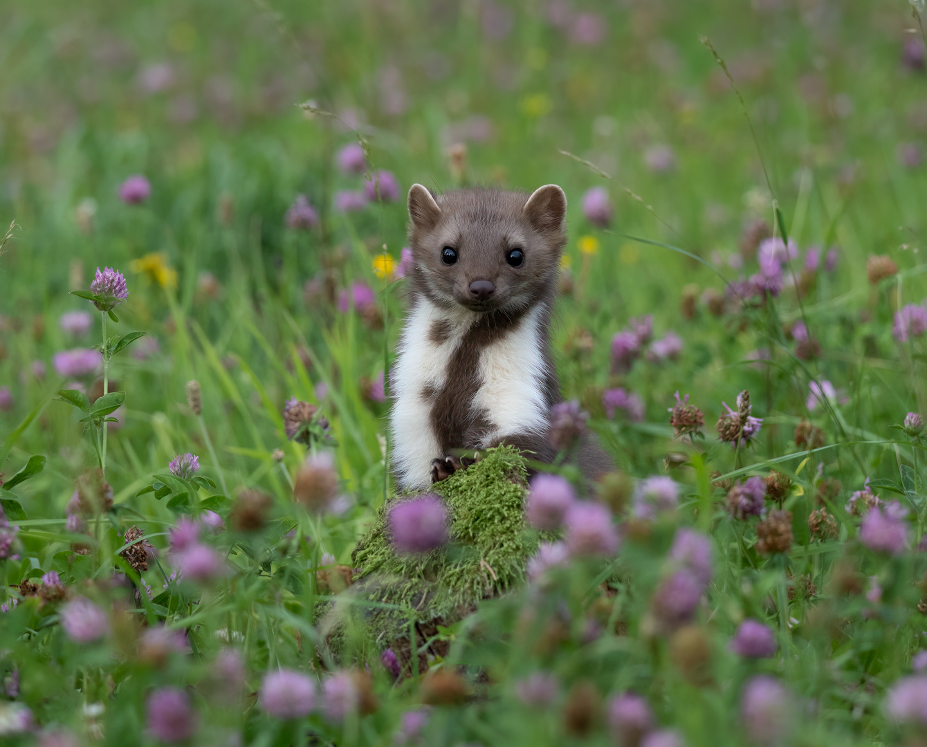 Kuna skalní (Martes foina), Vysočina, 08/2022