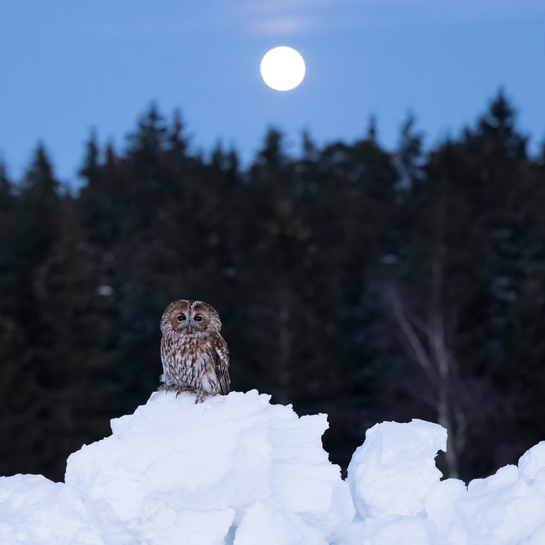 Puštík obecný (Strix aluco), Vysočina, 02/2023