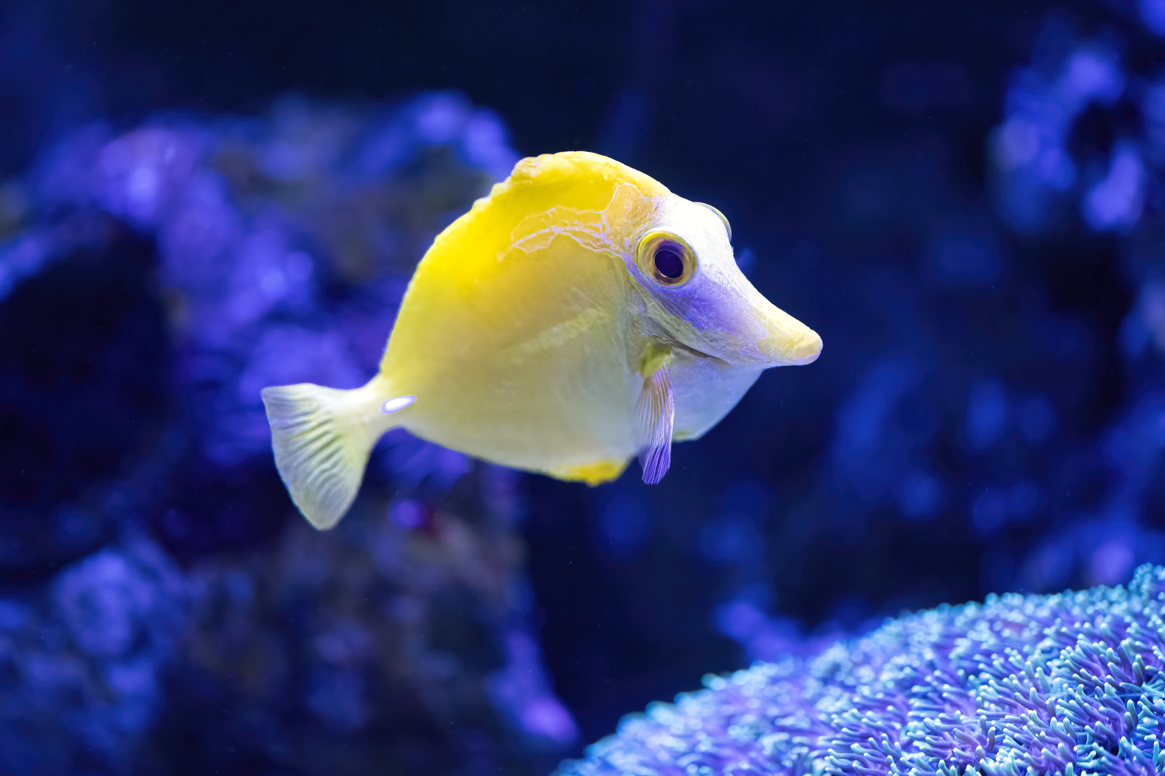 Bodlok žlutý (Zebrasoma flavescens)