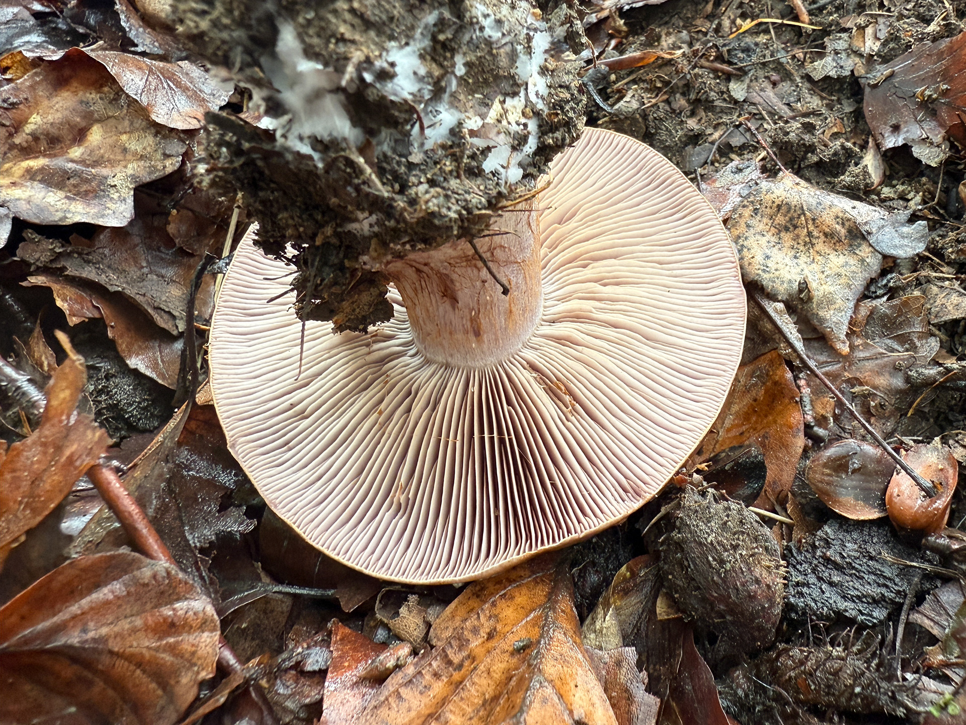 Pavučinec (Cortinarius glaucopus?)