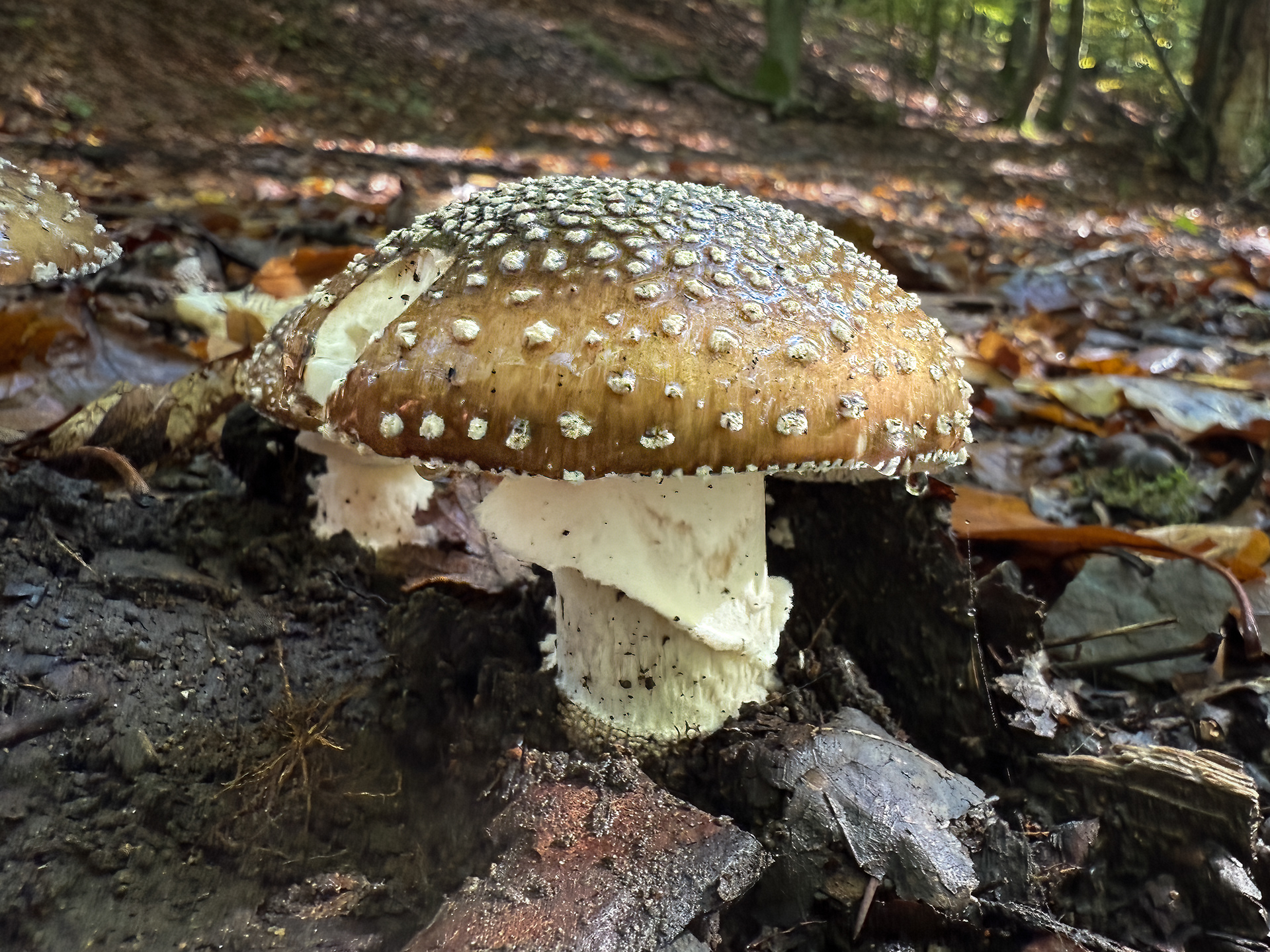 Muchomůrka tygrovaná (Amanita pantherina)