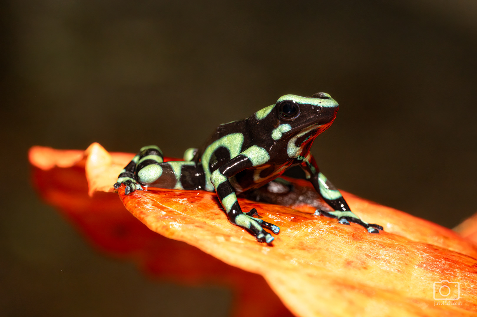 Pralesnička batiková (Green and black poison dart frog, Dendrobates auratus)