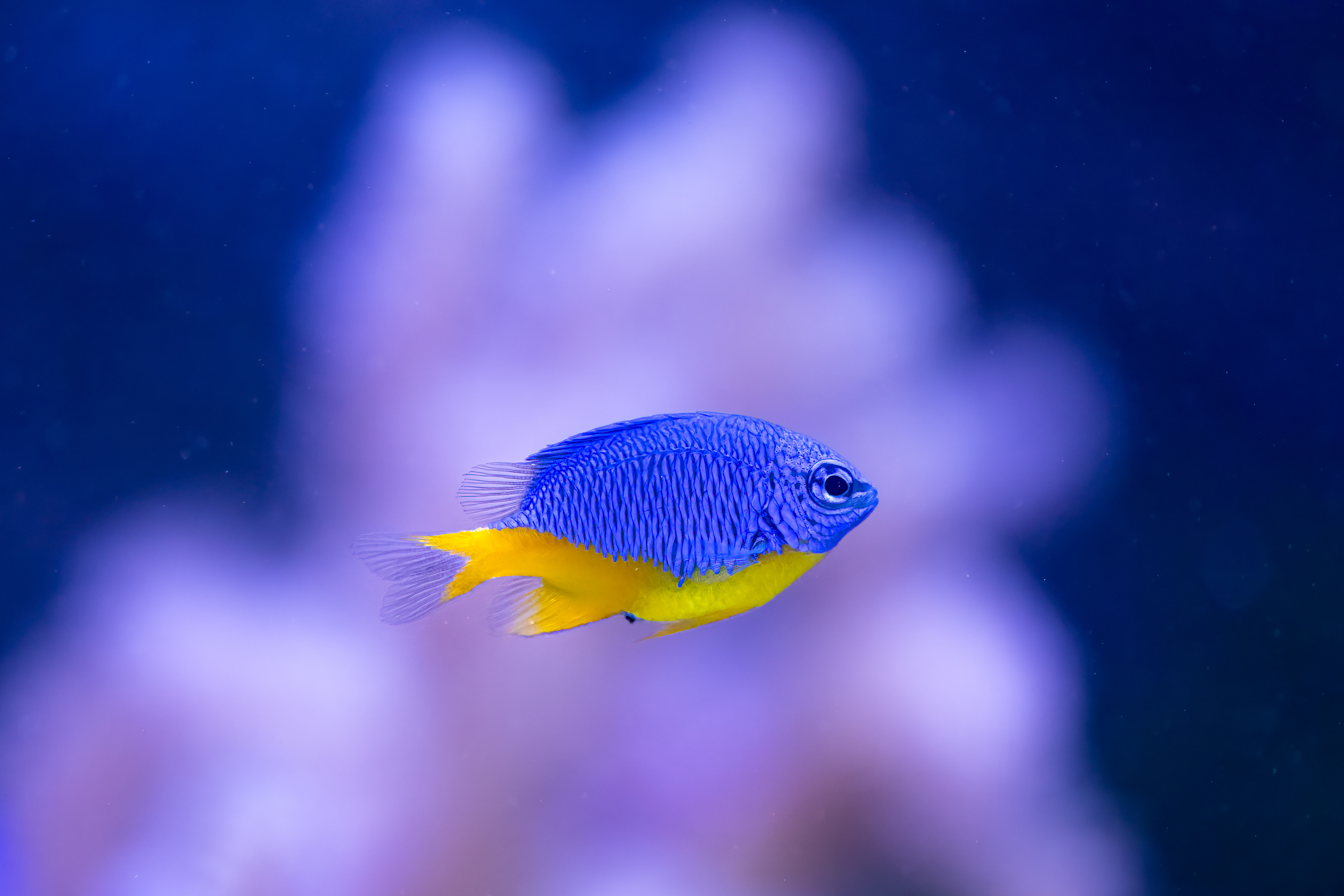 Sapínek žlutomodrý (Chrysiptera hemicyanea)