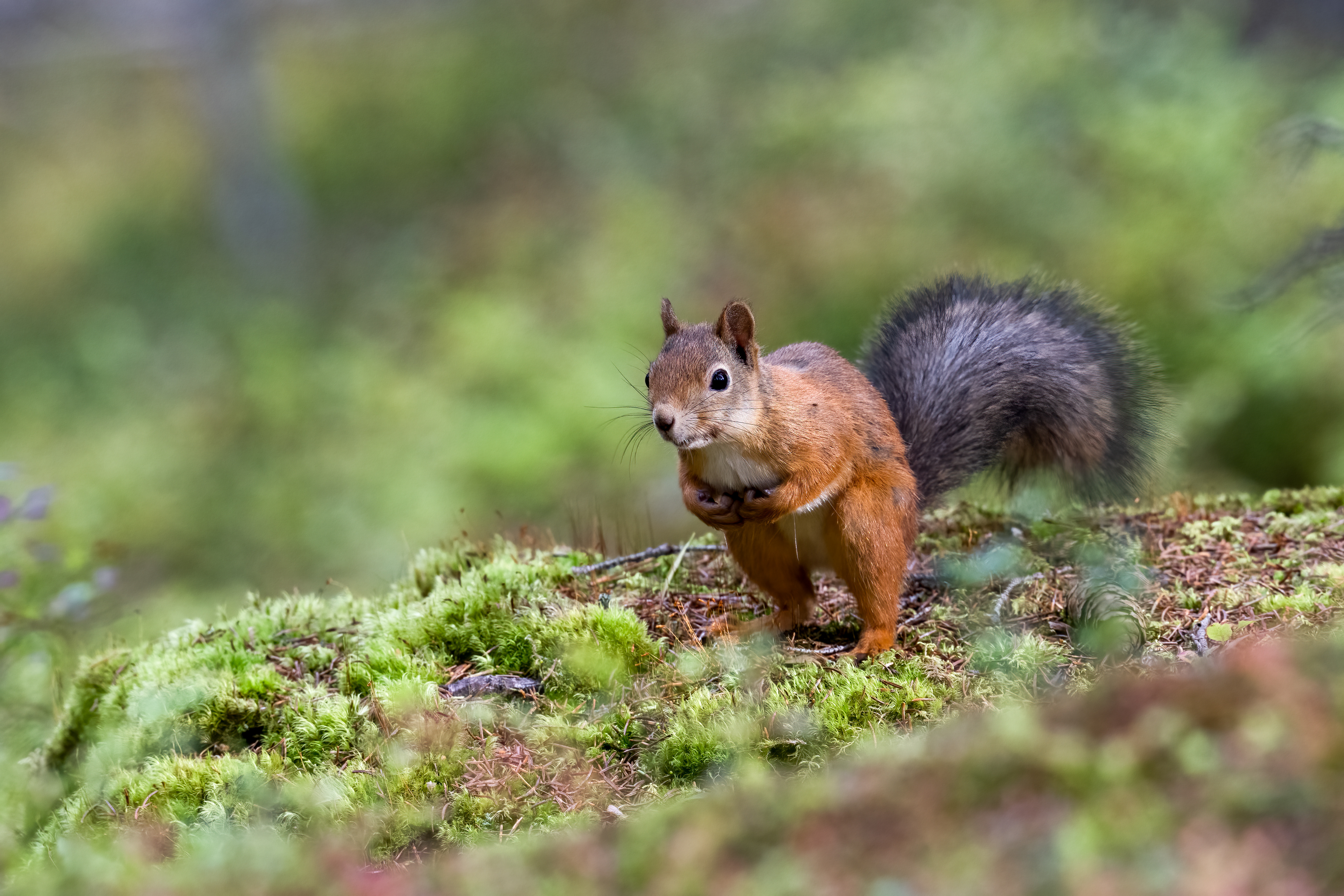 Veverka obecná (Sciurus vulgaris), Finsko, 09/2025
