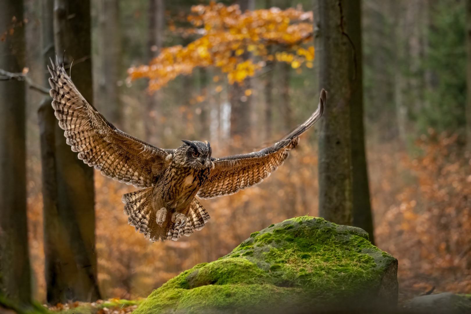 Výr velký (Bubo bubo), Vysočina, 11/2022