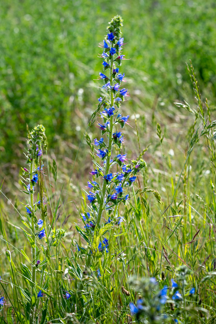 Hadinec obecný (Echium vulgare), Pyšely, 06/2026
