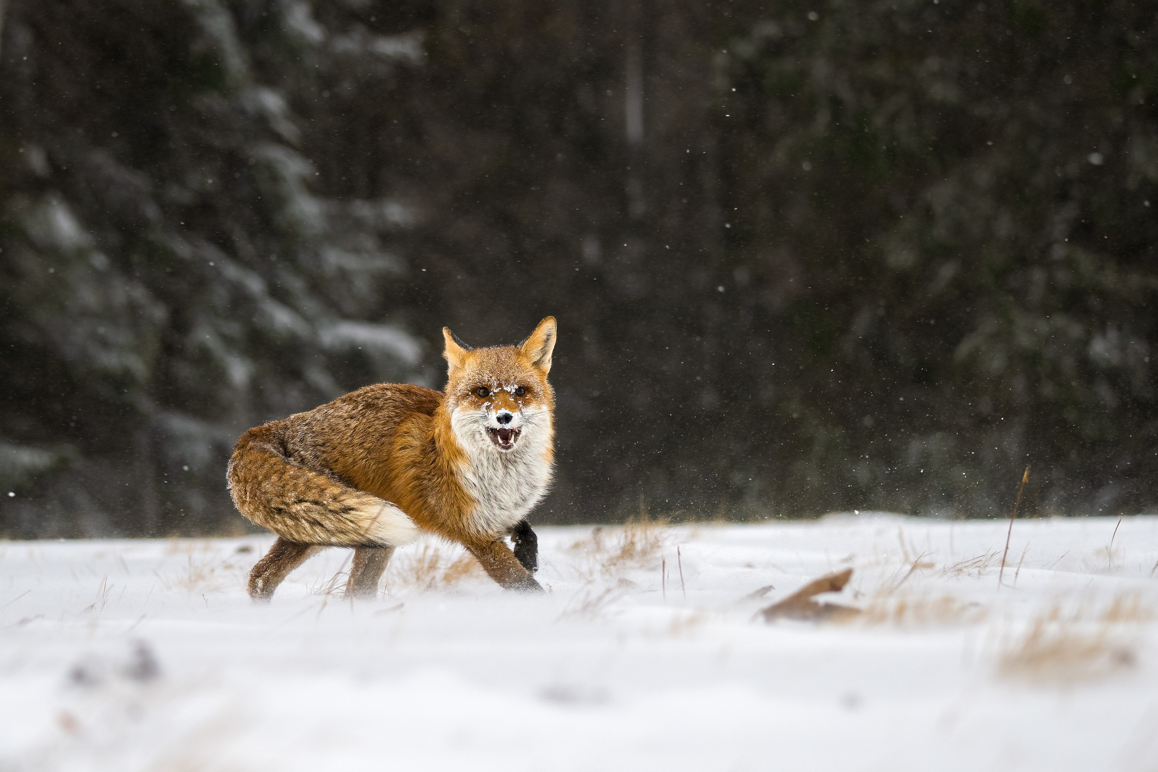 Liška obecná (Vulpes vulpes), Vysočina, 03/2023