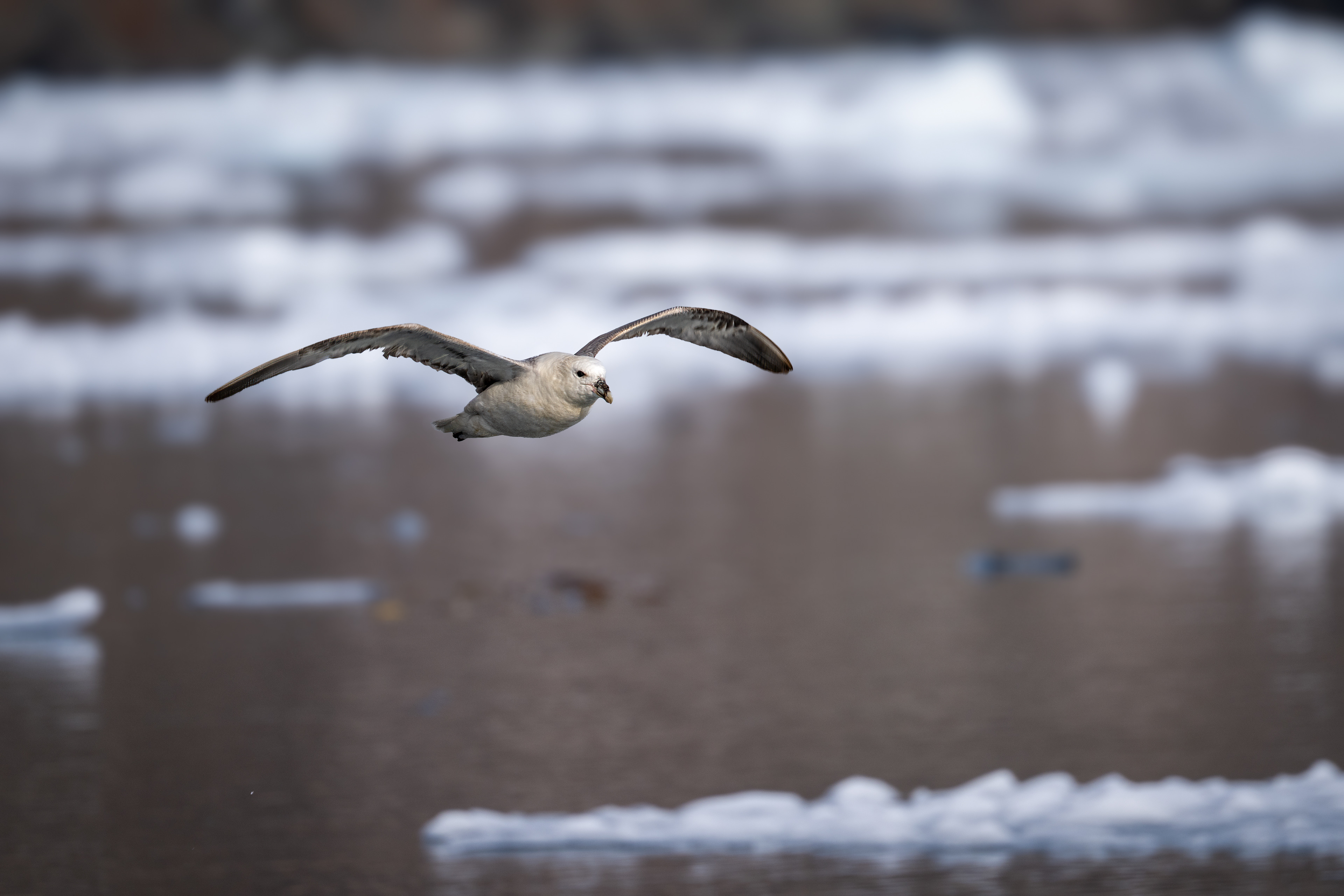 Buřnák lední (Fulmarus glacialis), Grónsko, 08/2025